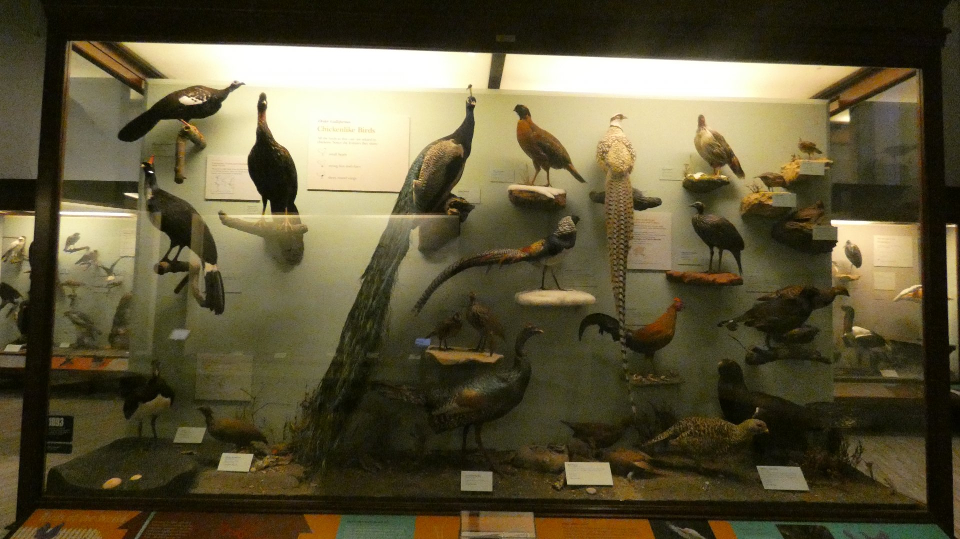 Hall of Birds - Feb. 2022