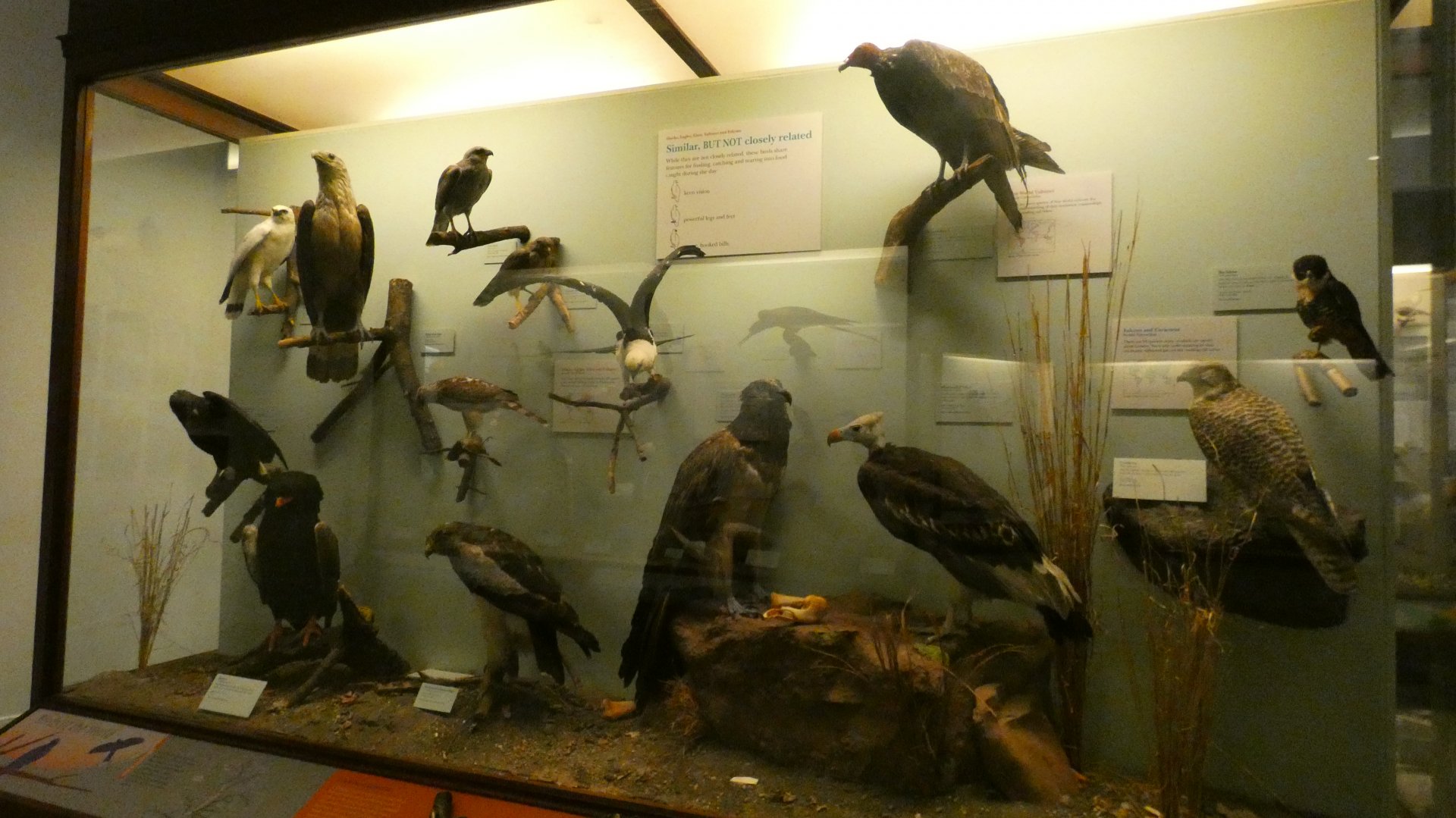 Hall of Birds - Feb. 2022