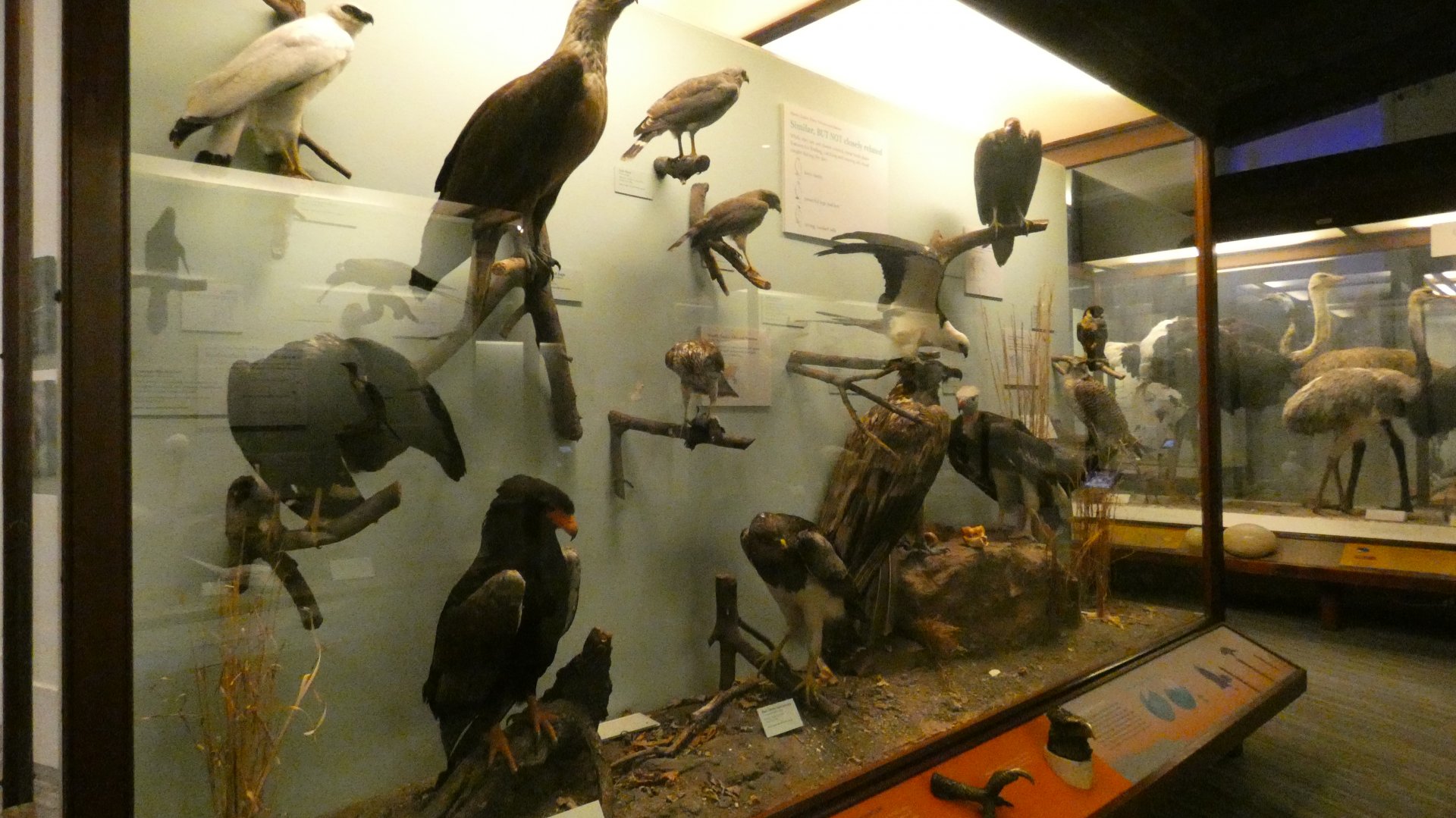 Hall of Birds - Feb. 2022