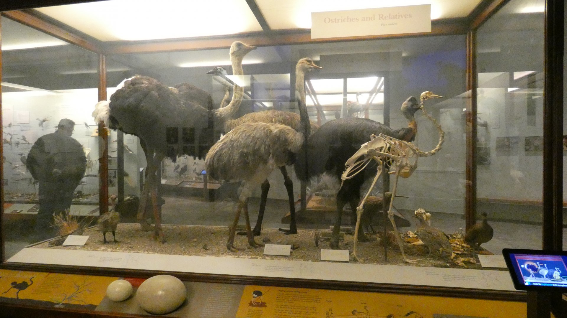 Hall of Birds - Feb. 2022