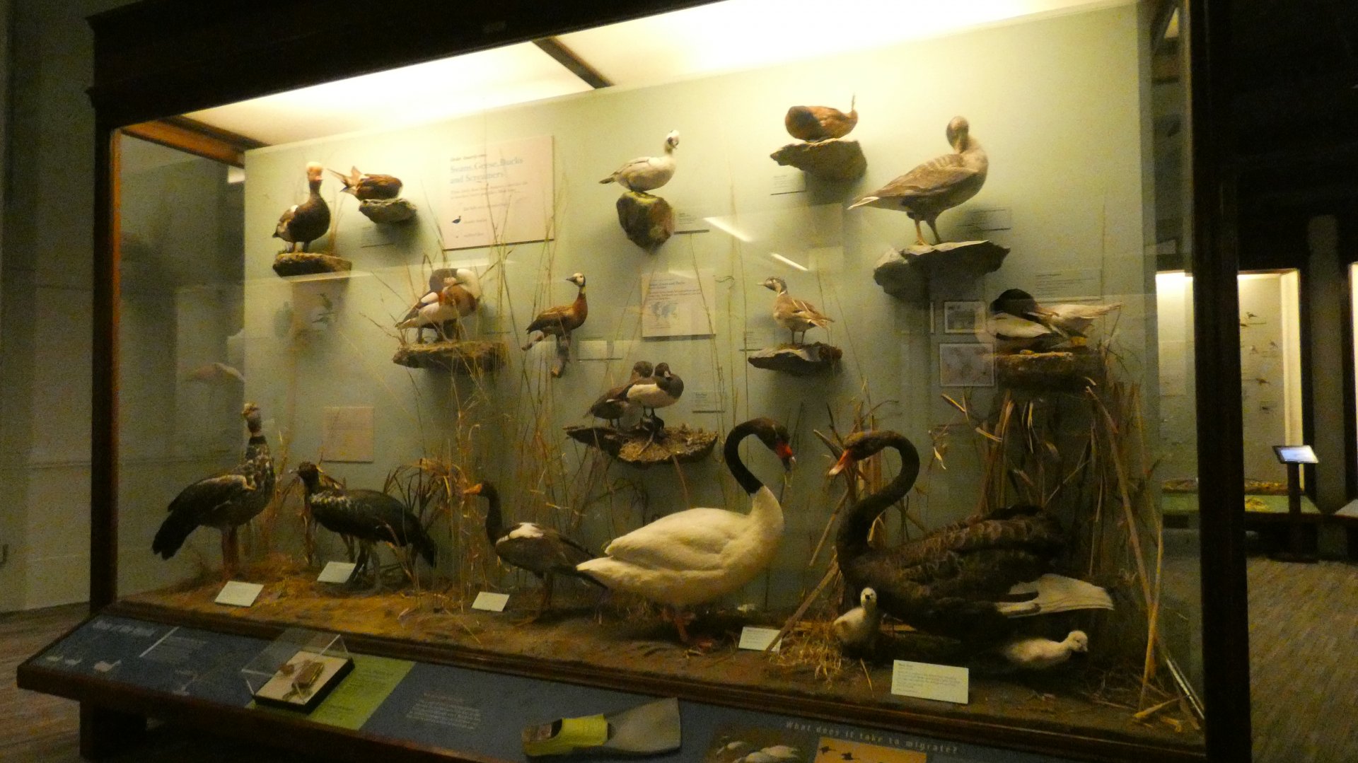 Hall of Birds - Feb. 2022