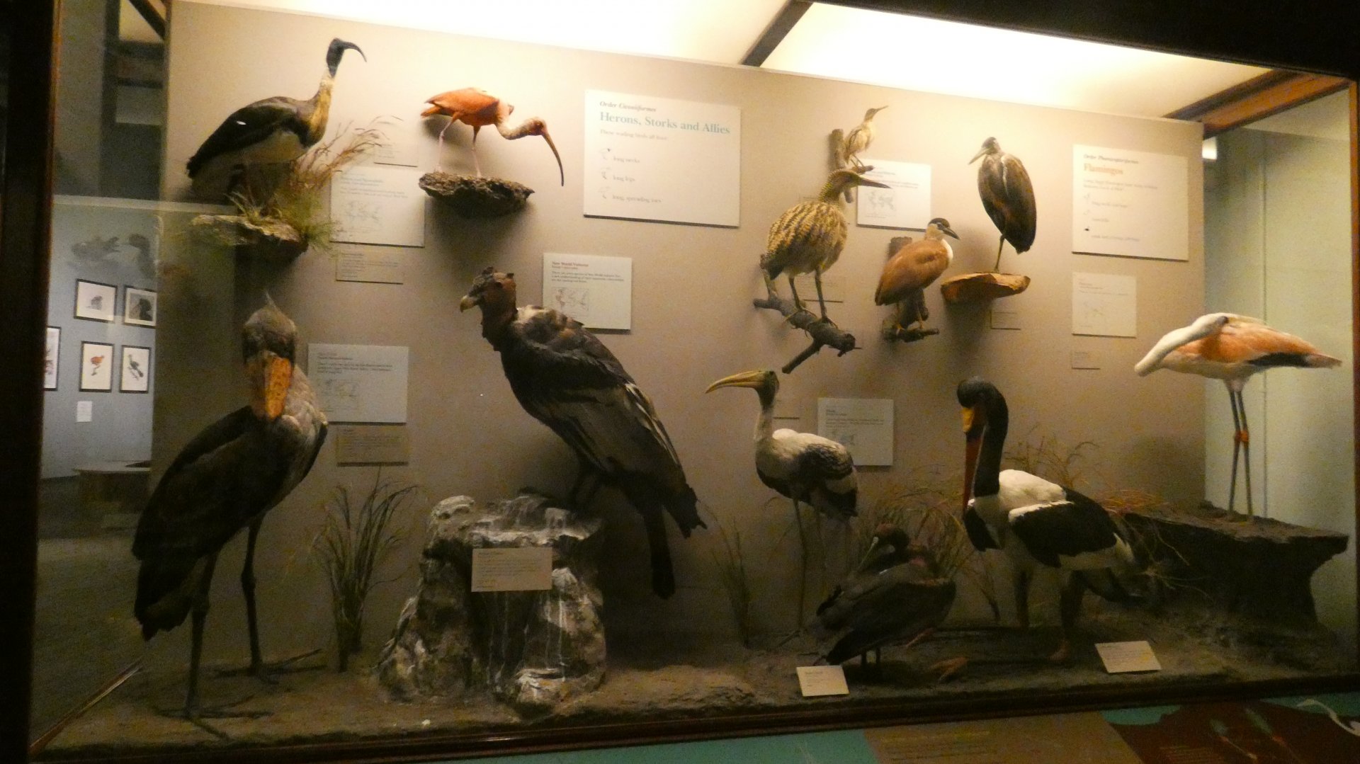 Hall of Birds - Feb. 2022