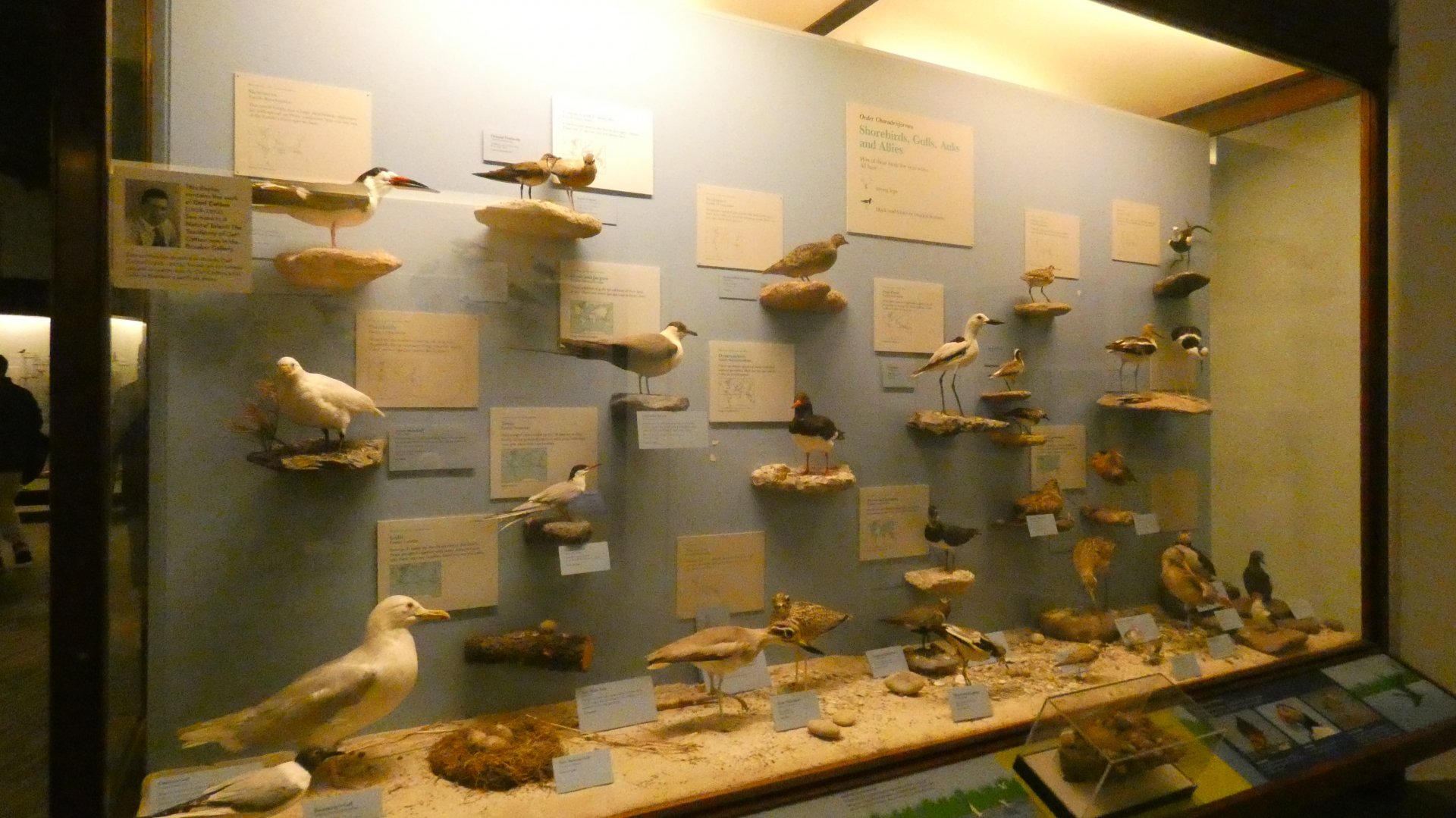 Hall of Birds - Feb. 2022