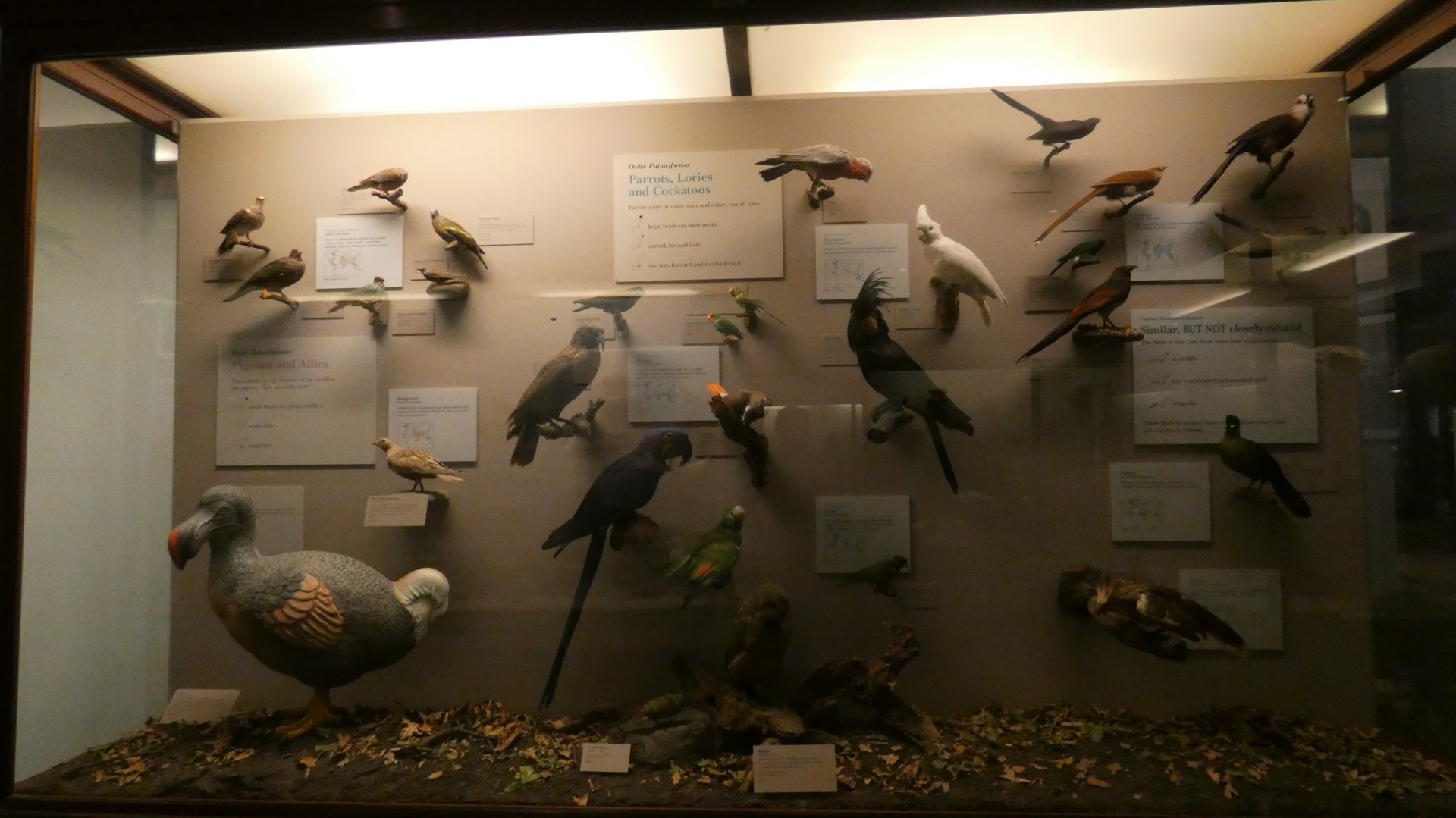 Hall of Birds - Feb. 2022