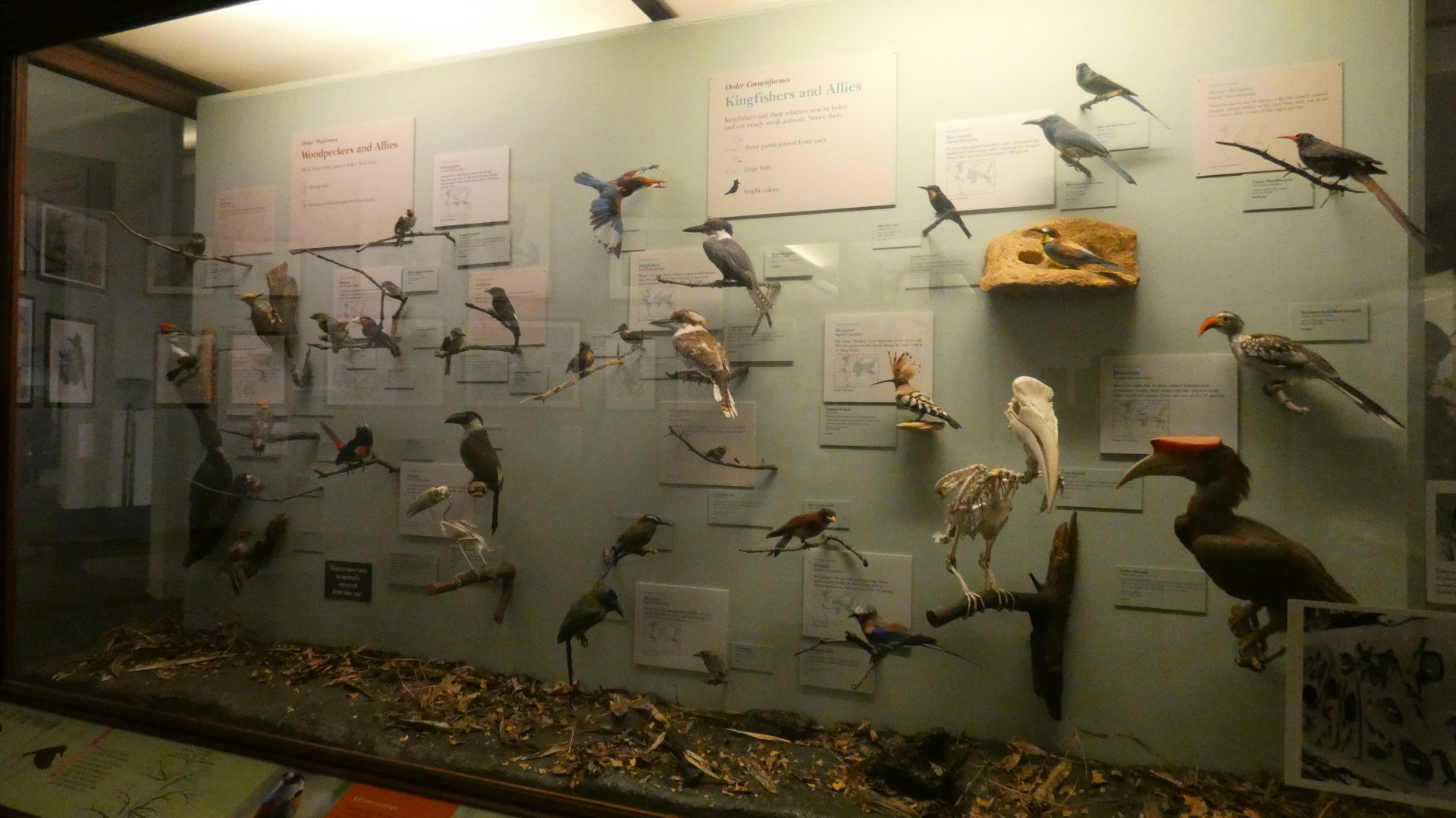 Hall of Birds - Feb. 2022