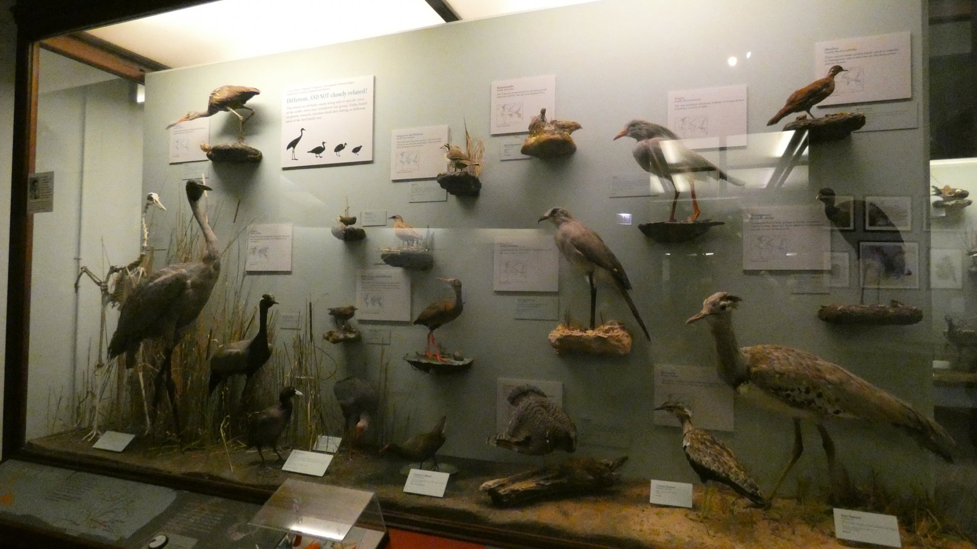 Hall of Birds - Feb. 2022