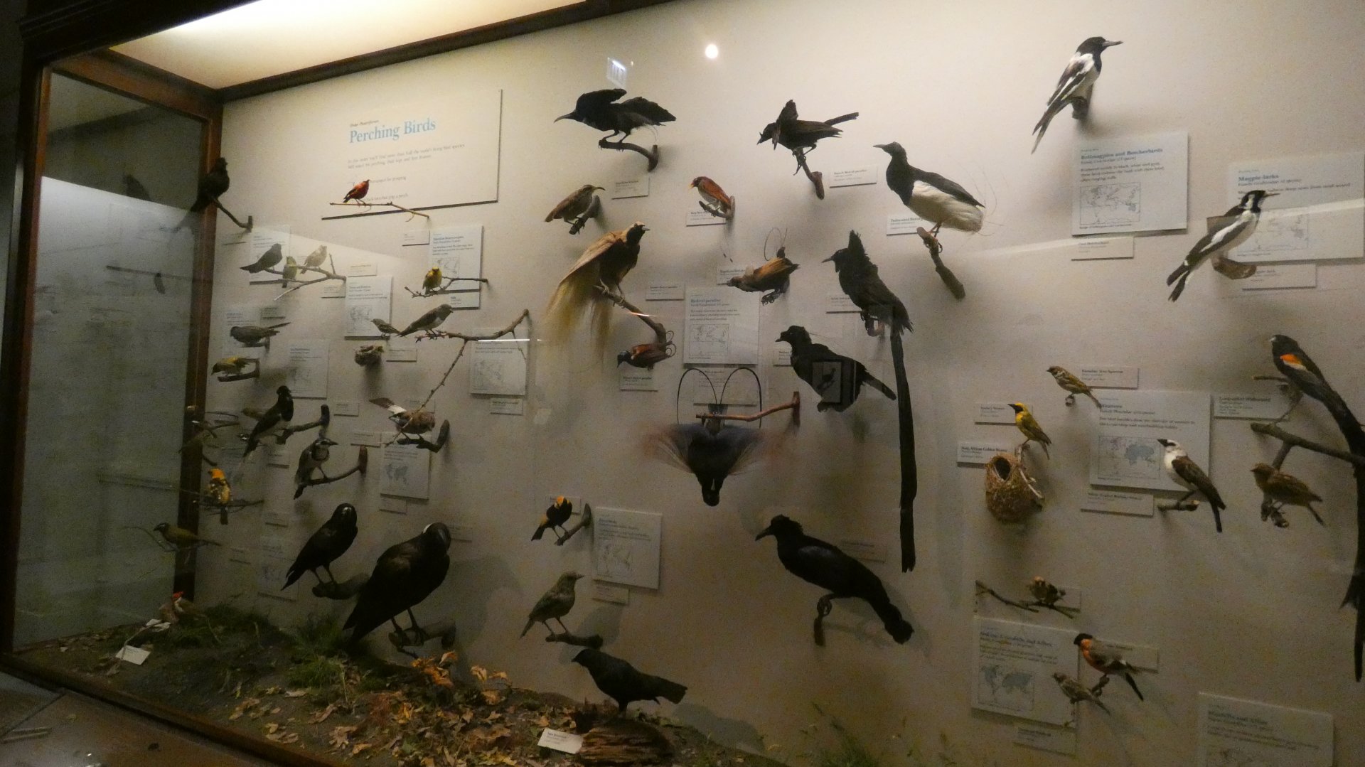 Hall of Birds - Feb. 2022