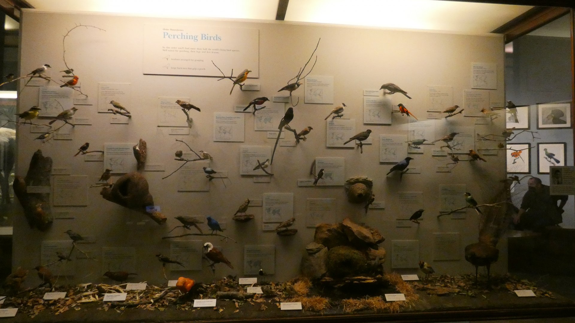 Hall of Birds - Feb. 2022