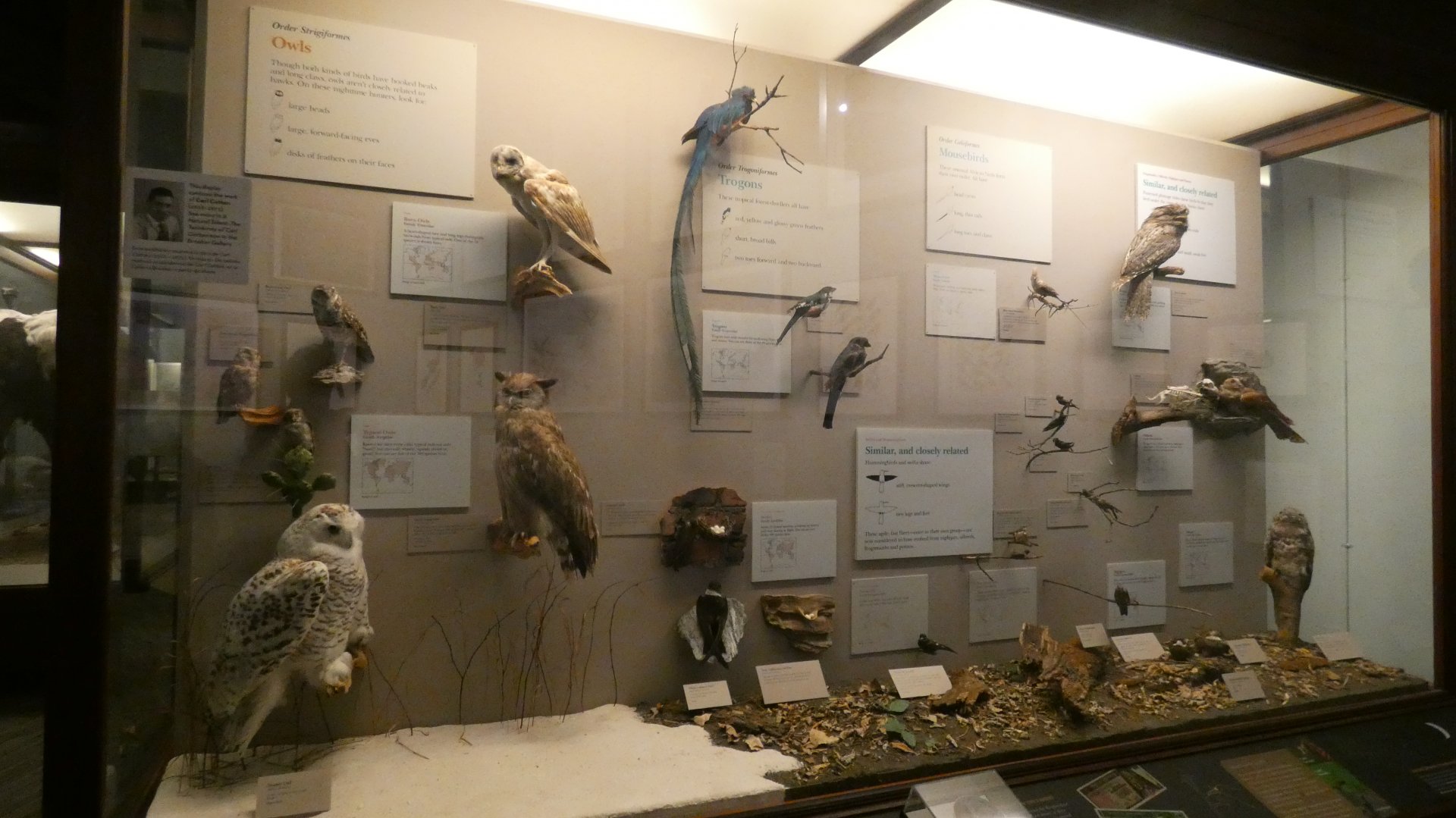 Hall of Birds - Feb. 2022