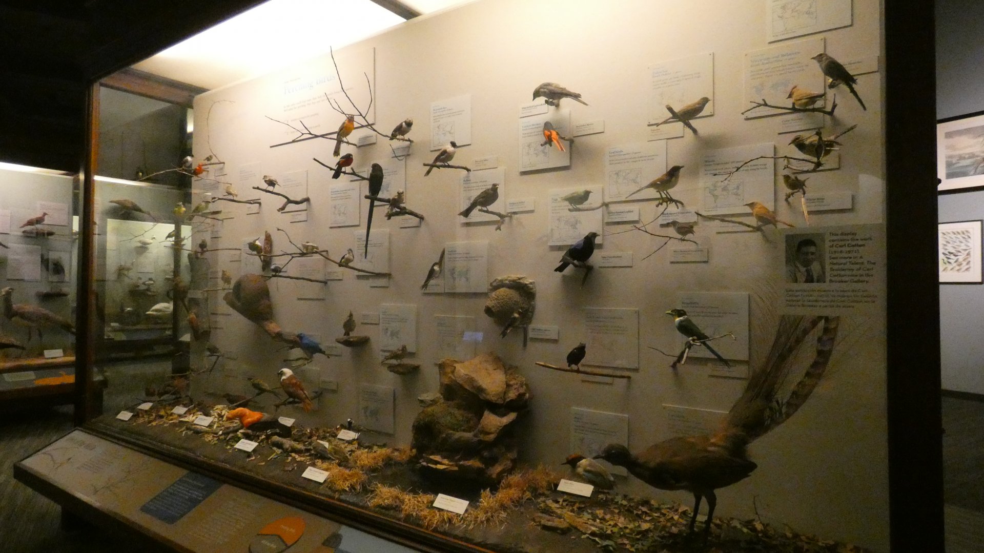 Hall of Birds - Feb. 2022