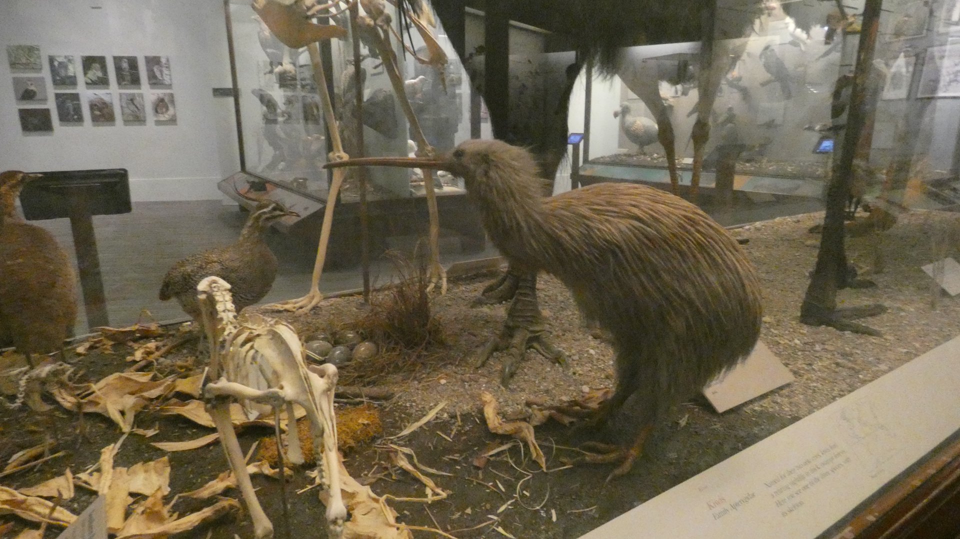 Hall of Birds - Feb. 2022