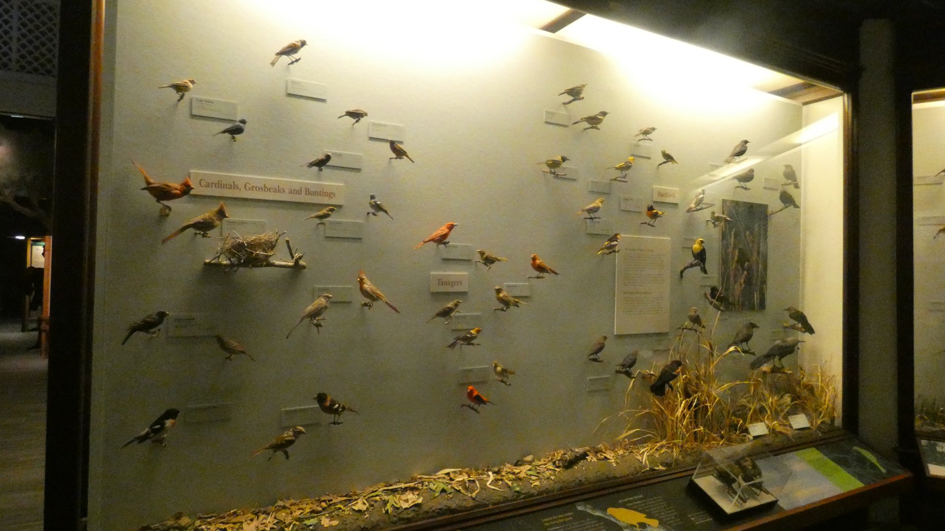 Hall of Birds - Feb. 2022