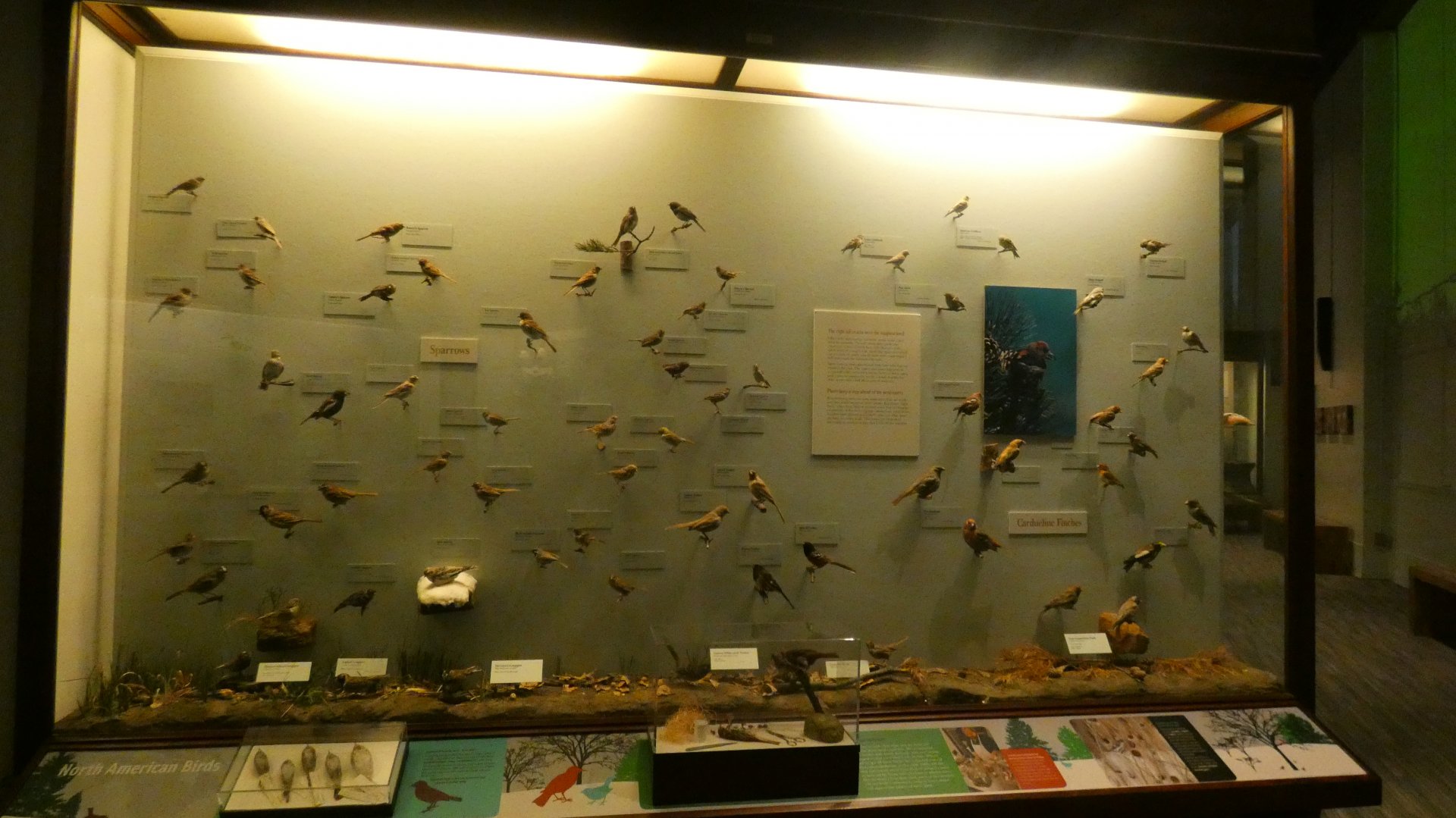 Hall of Birds - Feb. 2022