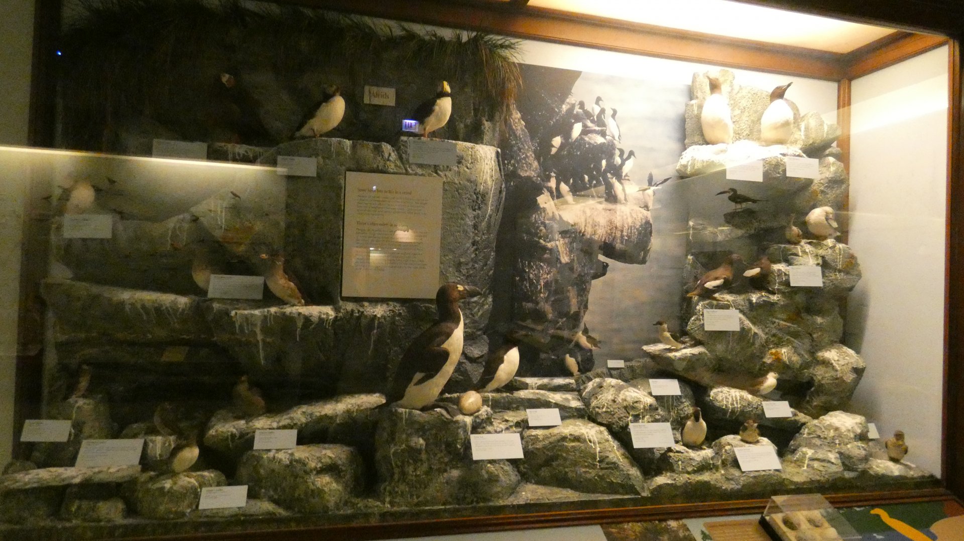 Hall of Birds - Feb. 2022