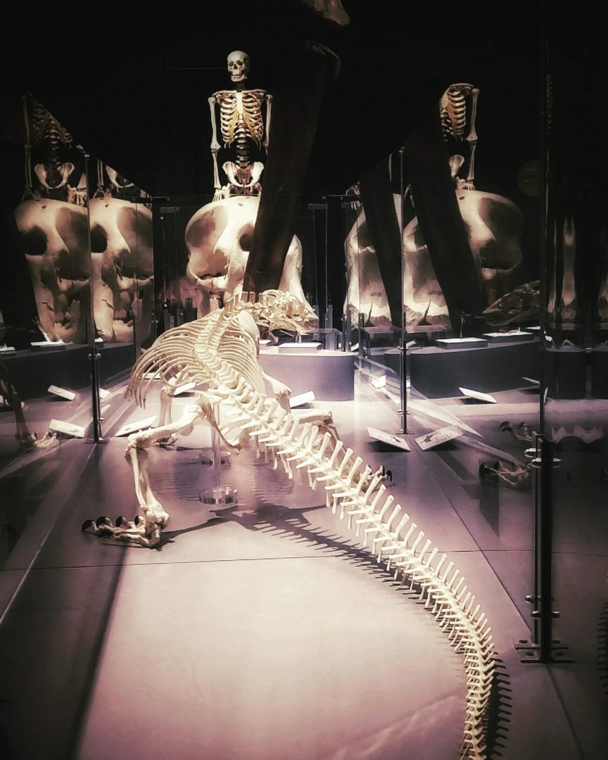 Hall of Bones (Dinosaur exhibit 2019?)