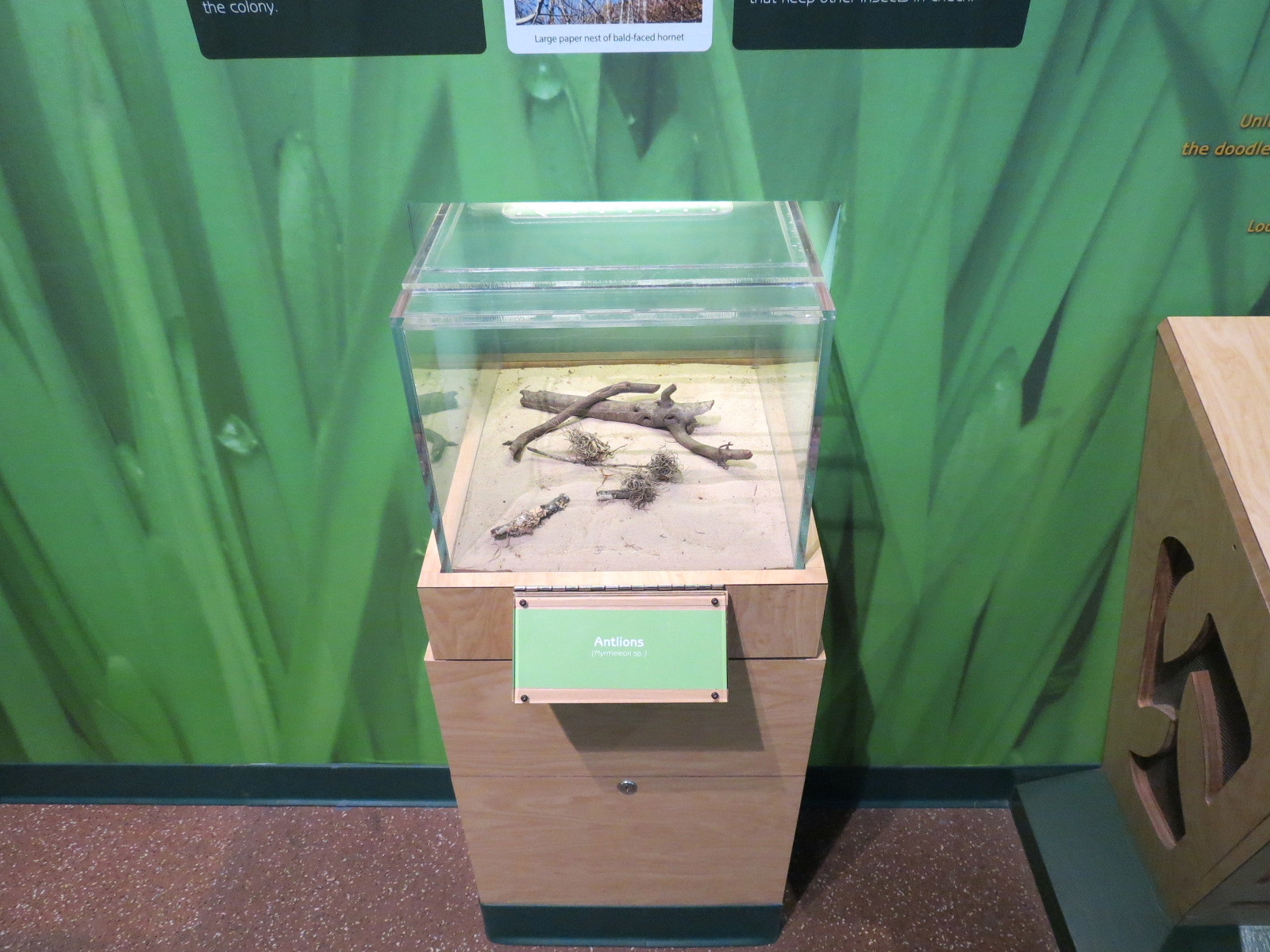 Hall of Entomology - Antlion Exhibit