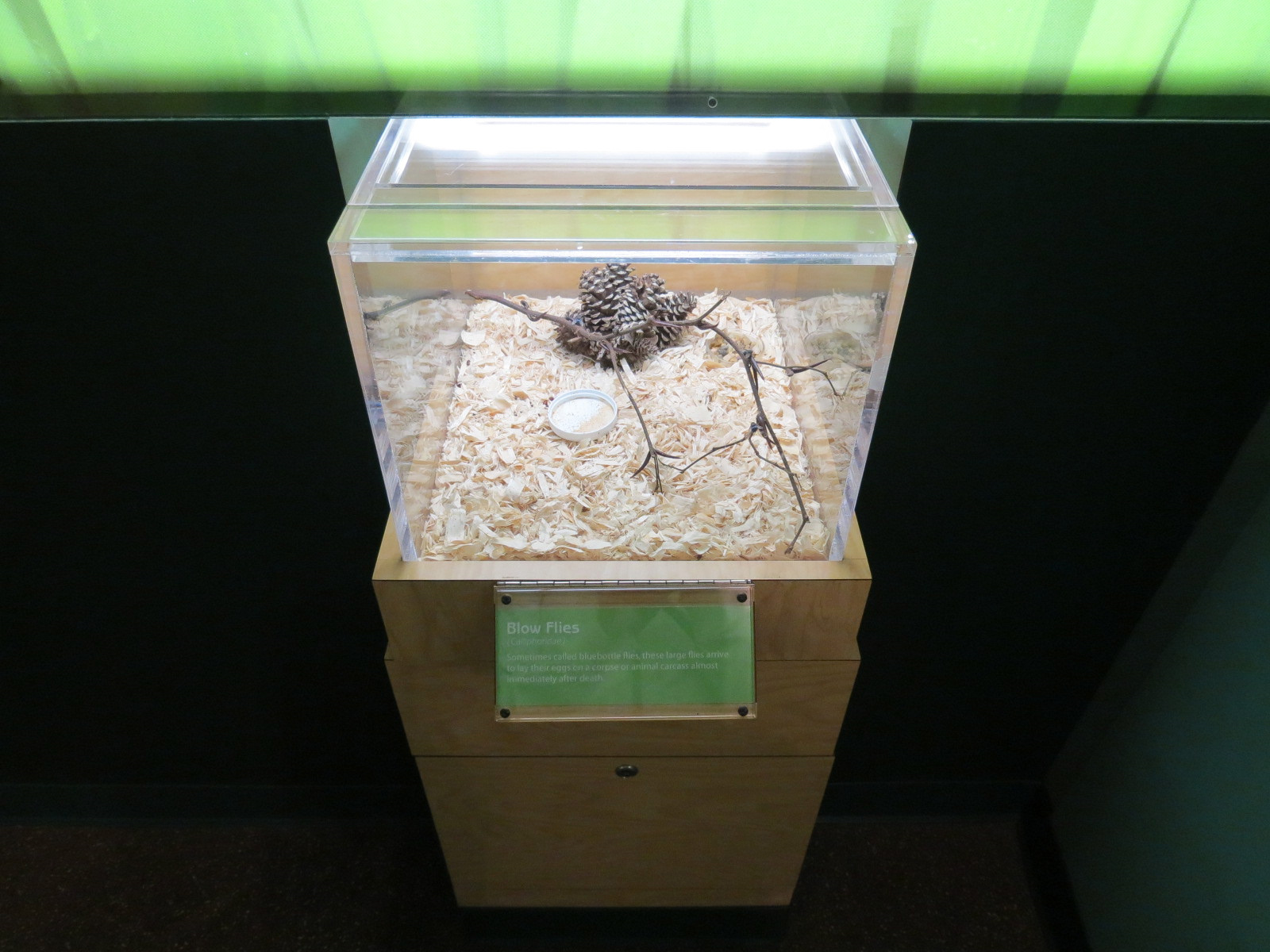 Hall of Entomology - Blow Fly Exhibit