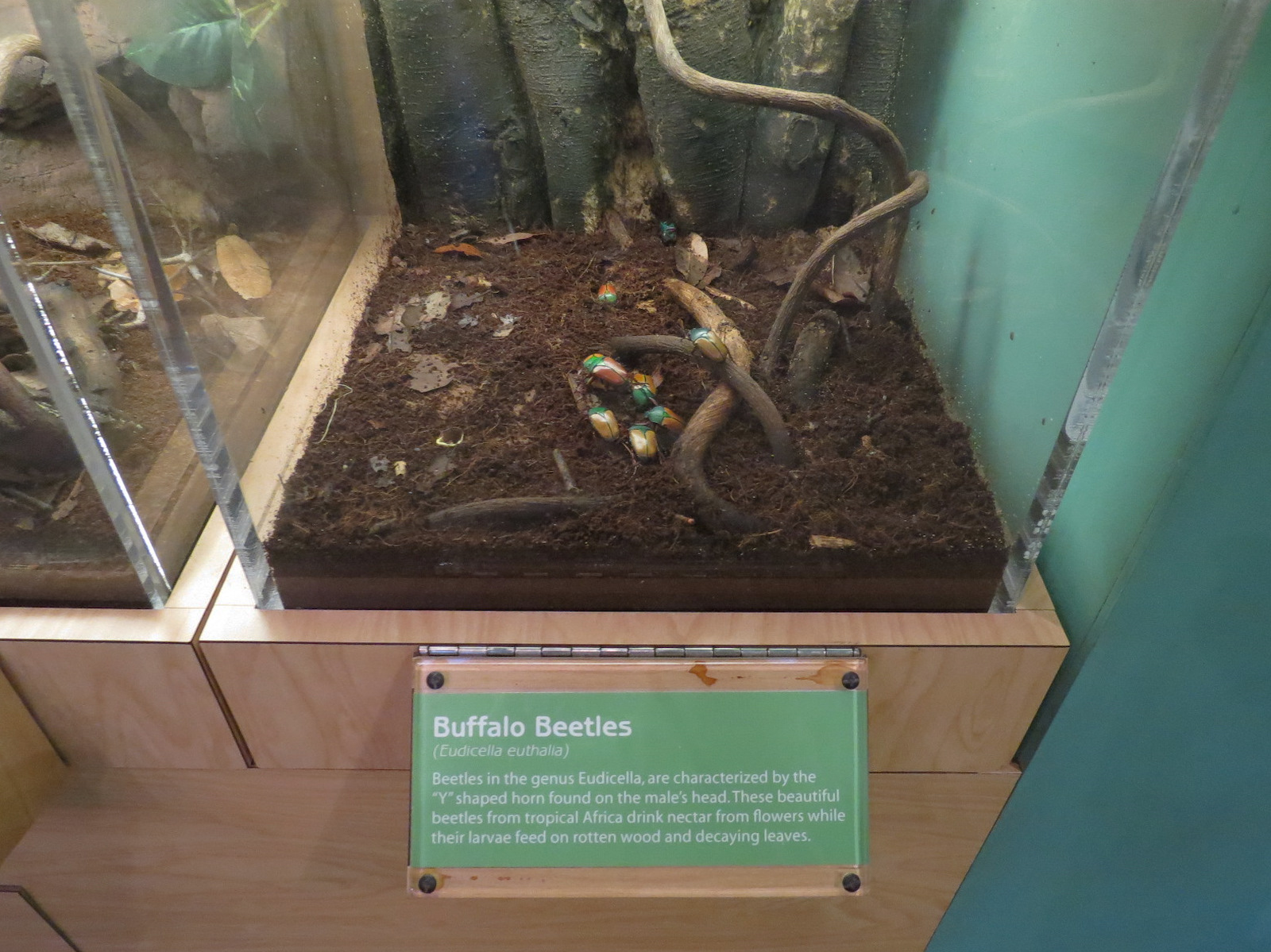 Hall of Entomology - Buffalo Beetle Exhibit