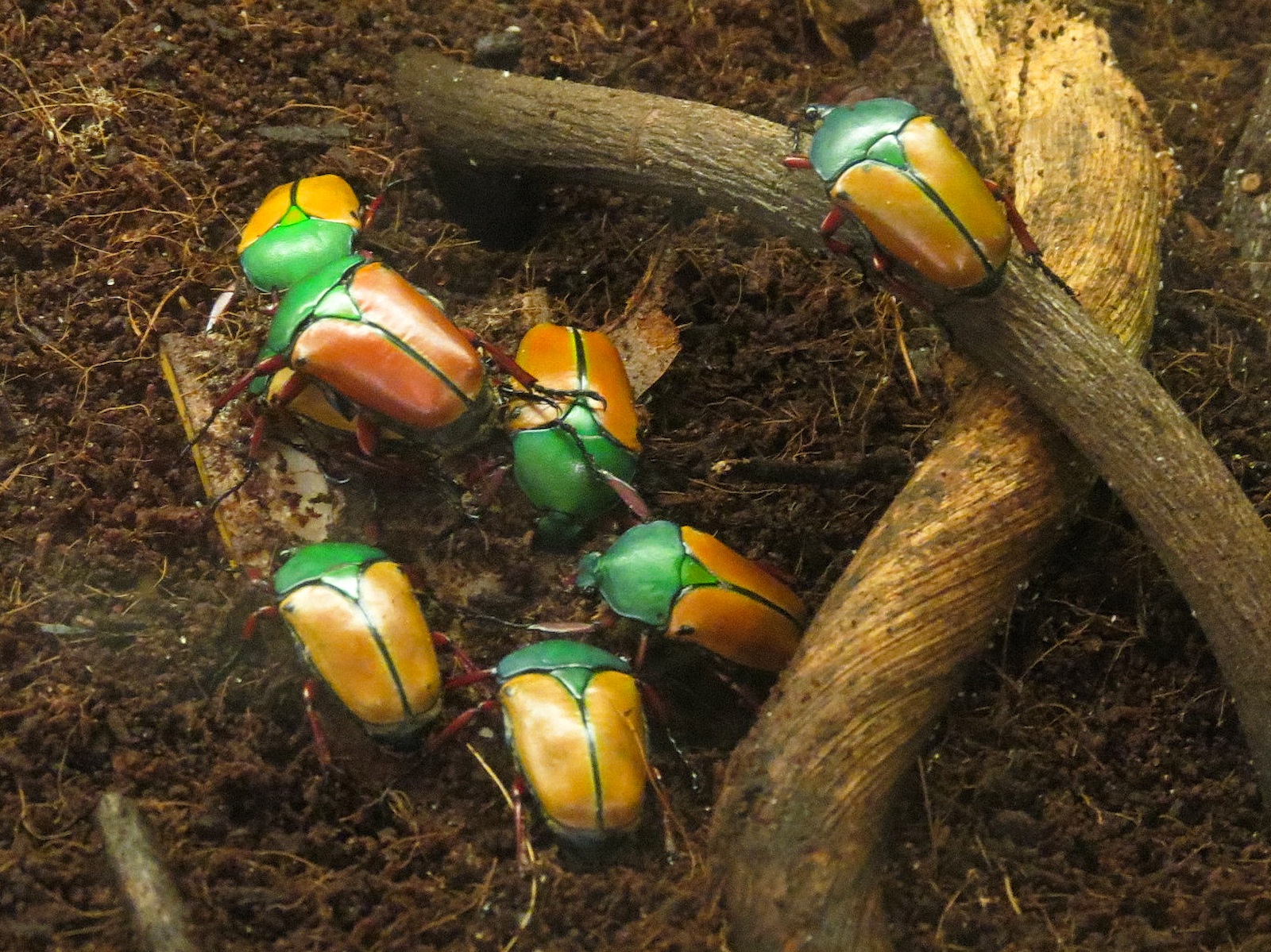 Hall of Entomology - Buffalo Beetle Exhibit