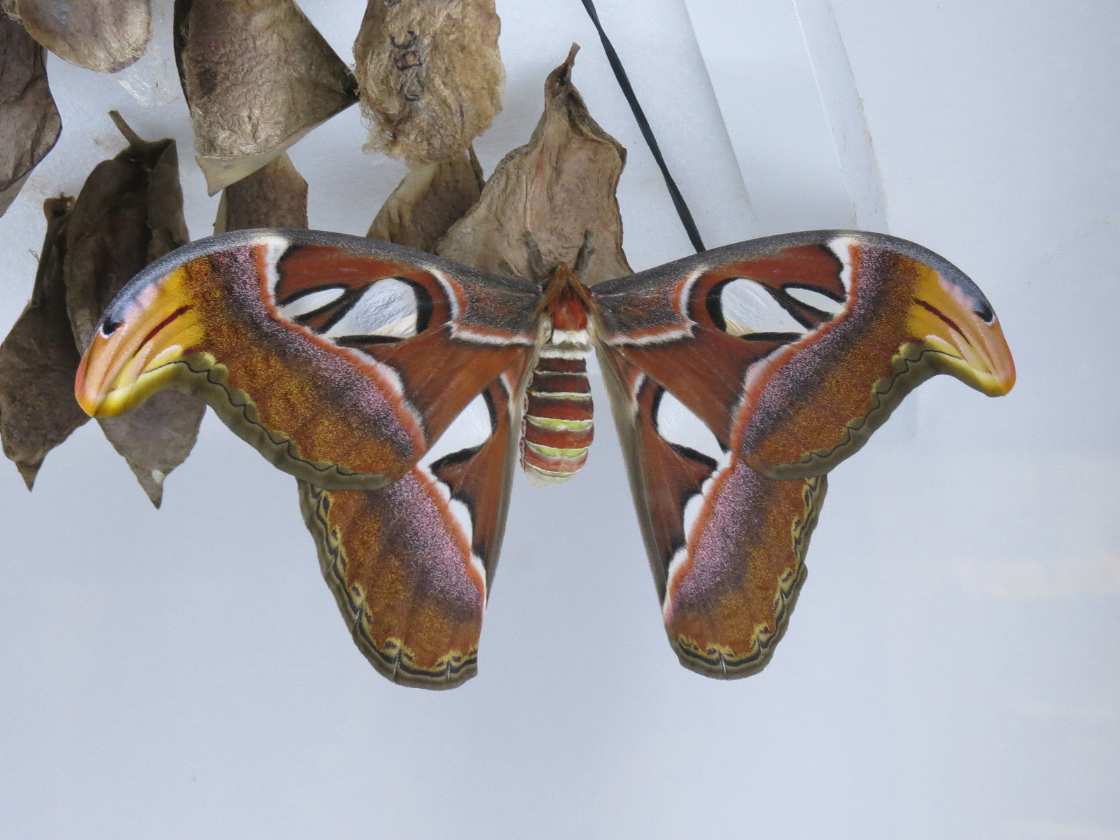 Hall of Entomology - Butterfly Cocoon Exhibit - Atlas Moth