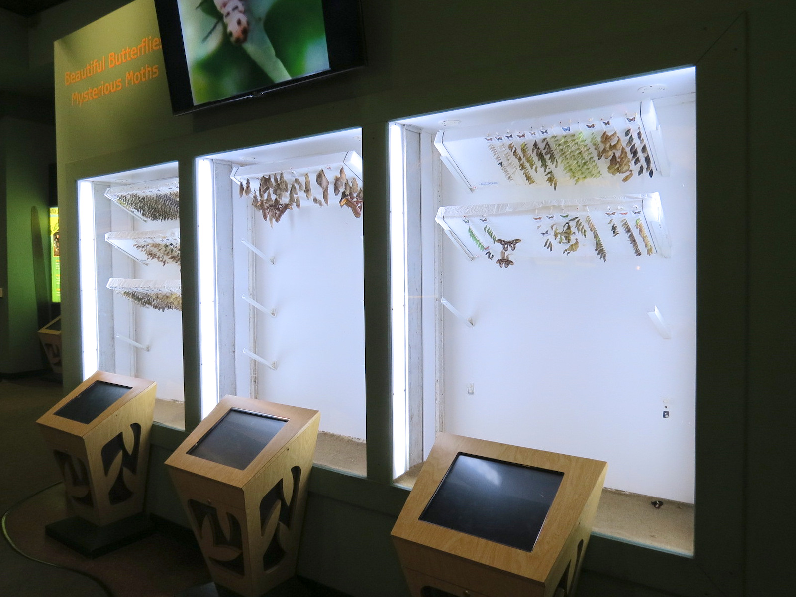Hall of Entomology - Butterfly Cocoon Exhibit