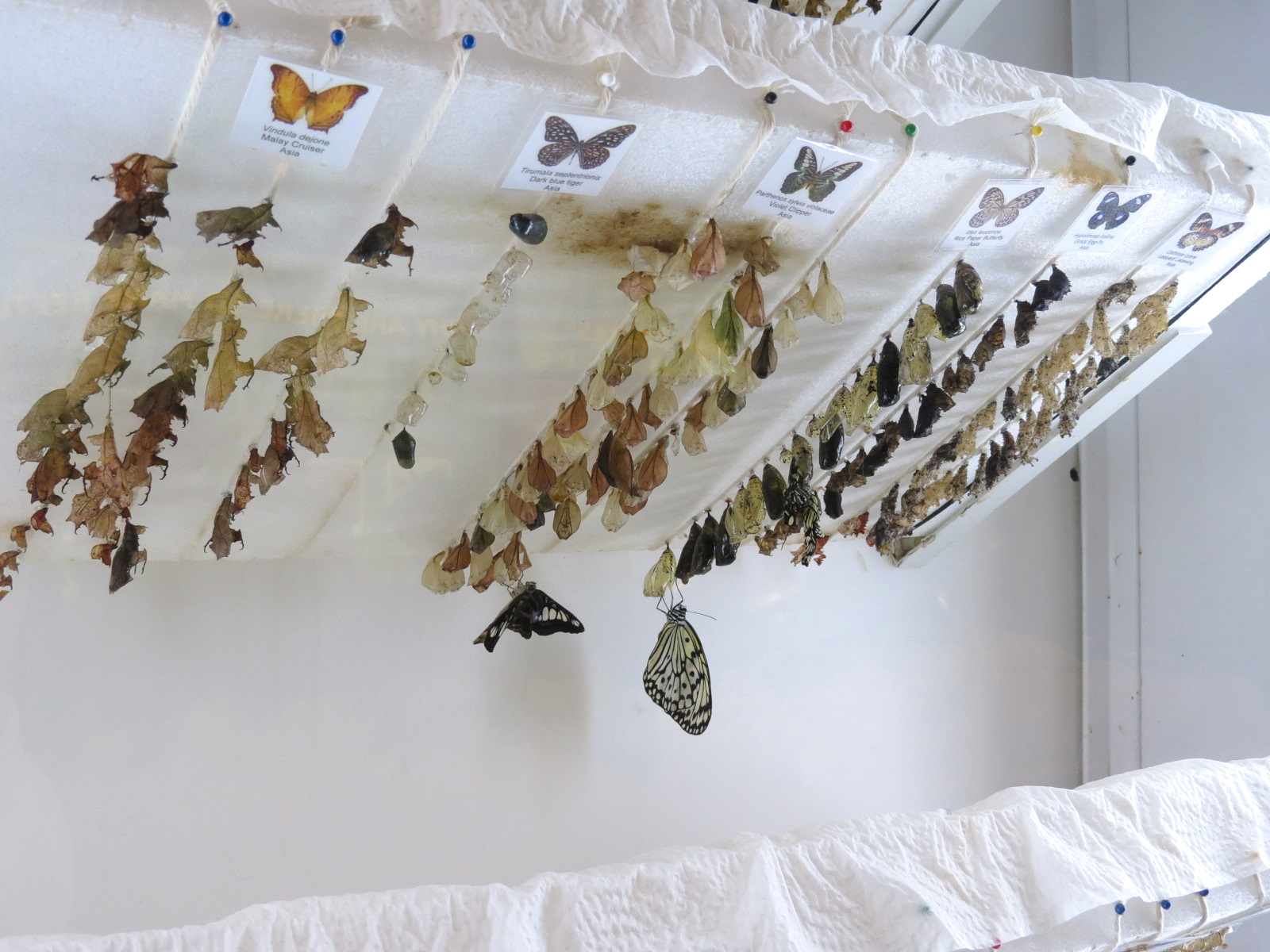 Hall of Entomology - Butterfly Cocoon Exhibit