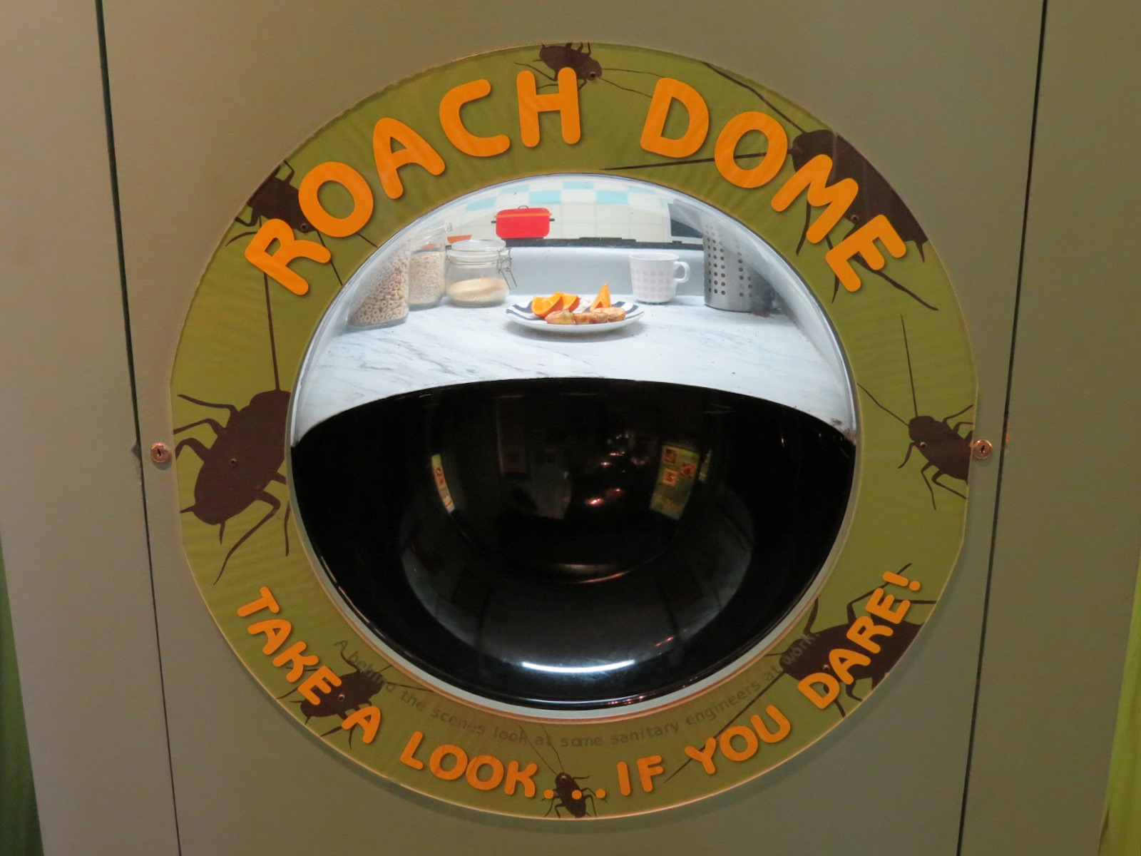 Hall of Entomology - Cockroach Exhibit