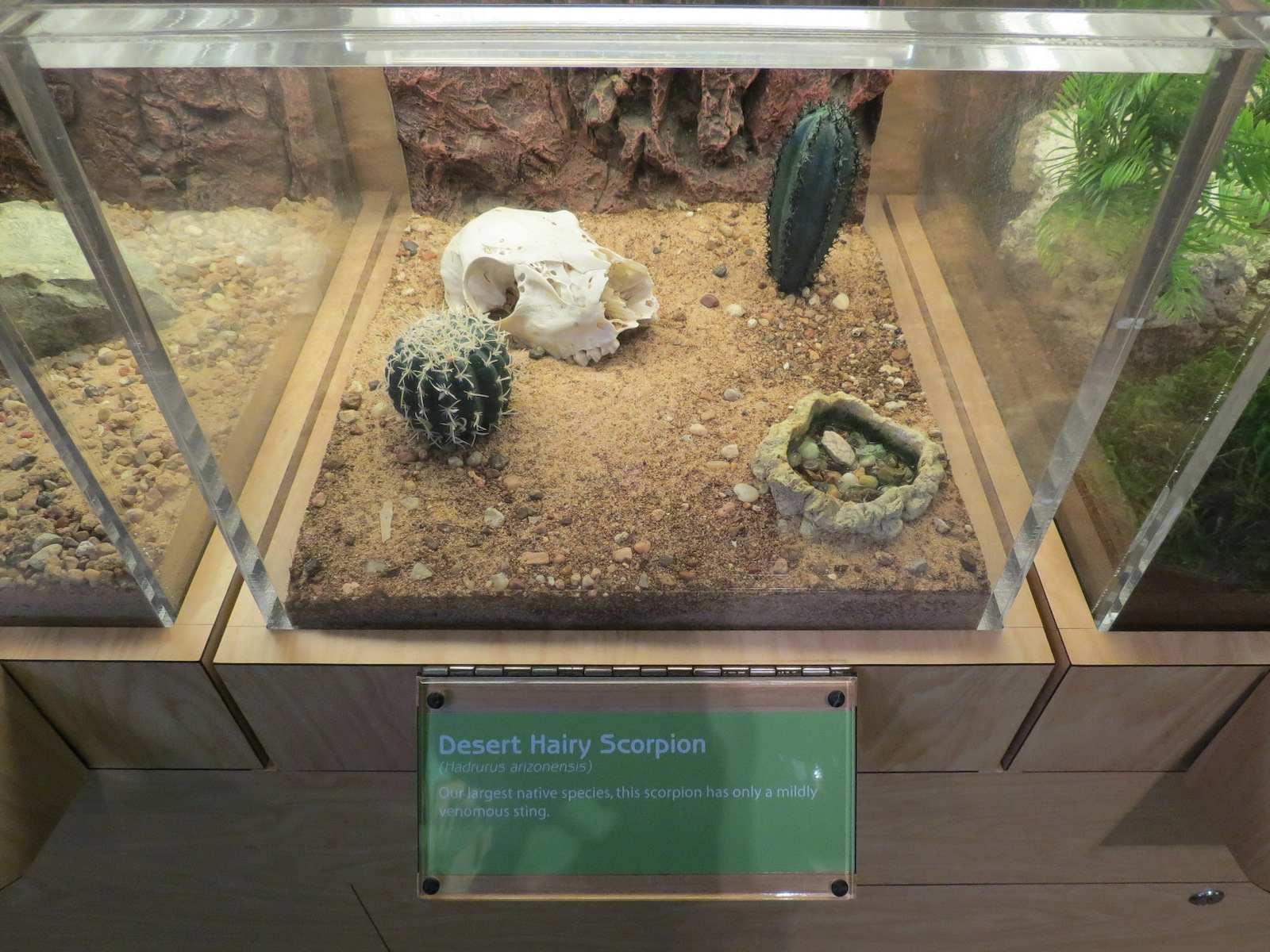 Hall of Entomology - Desert Hairy Scorpion Exhibit