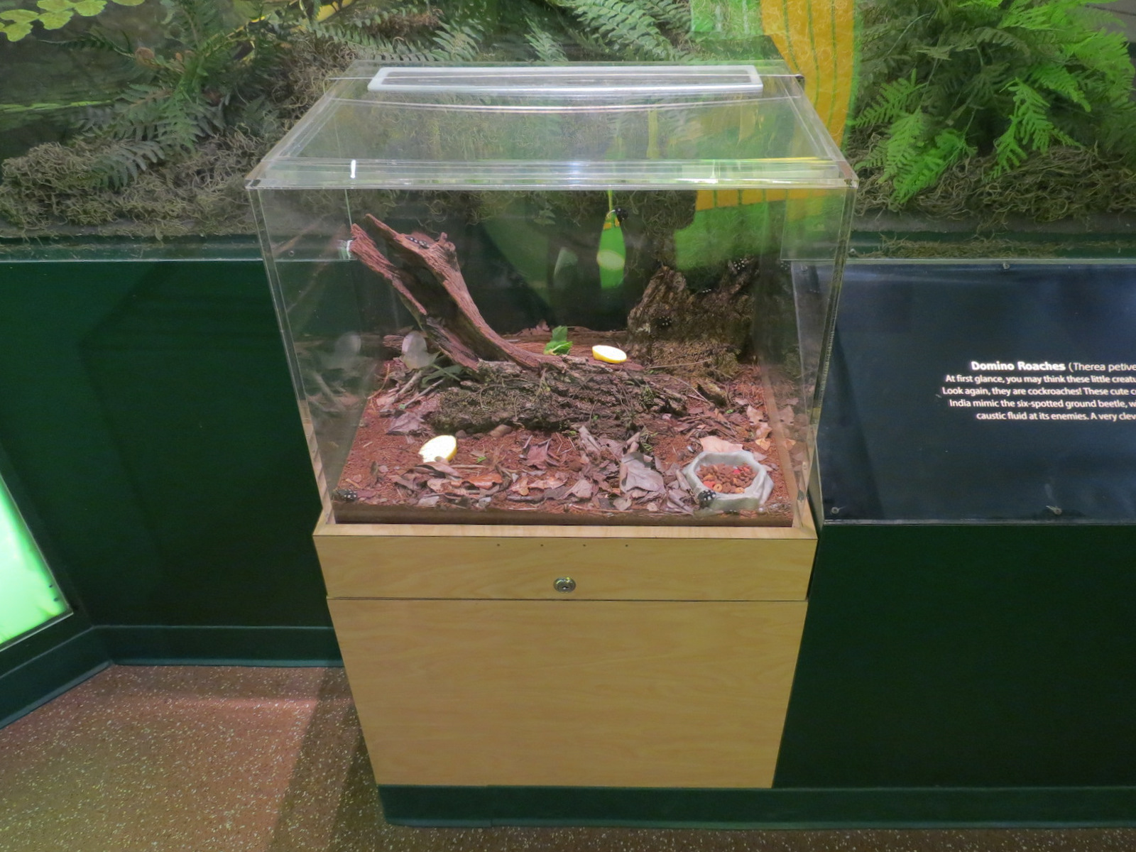 Hall of Entomology - Domino Roach Exhibit