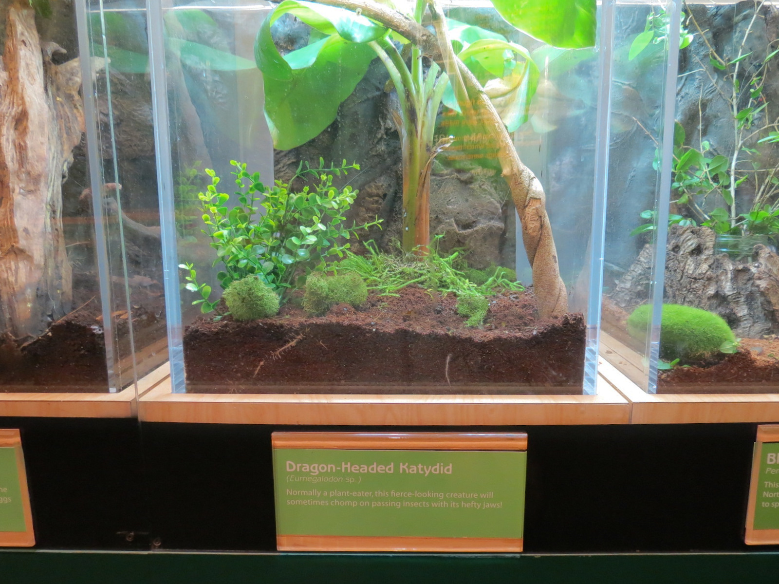 Hall of Entomology - Dragon-headed Katydid Exhibit