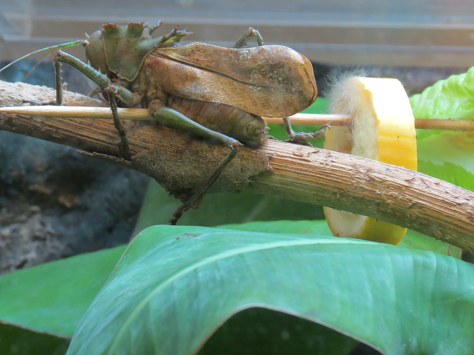 Hall of Entomology - Dragon-headed Katydid Exhibit