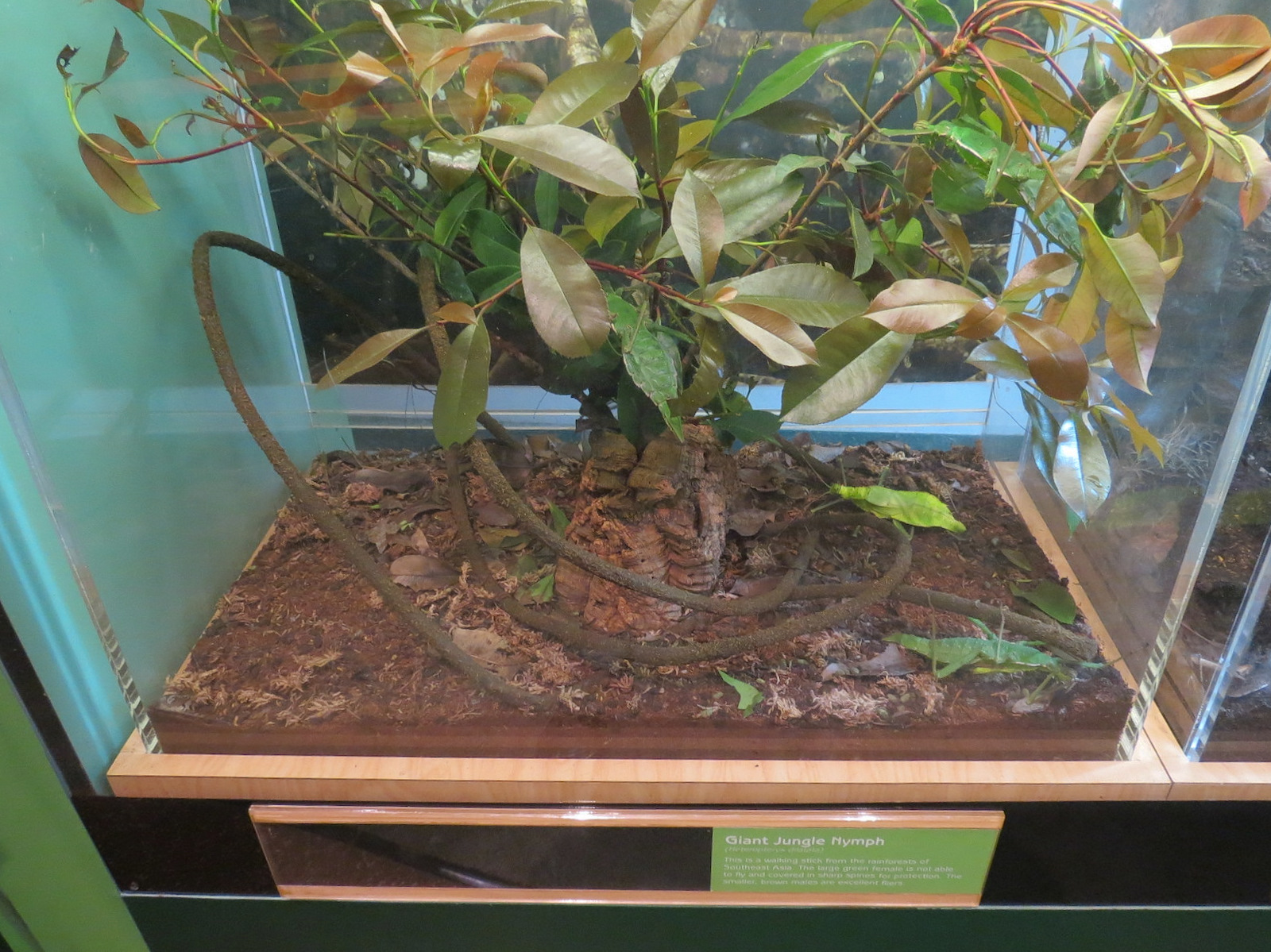 Hall of Entomology - Giant Jungle Nymph Exhibit