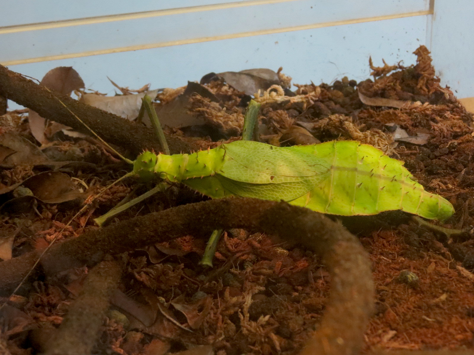 Hall of Entomology - Giant Jungle Nymph Exhibit