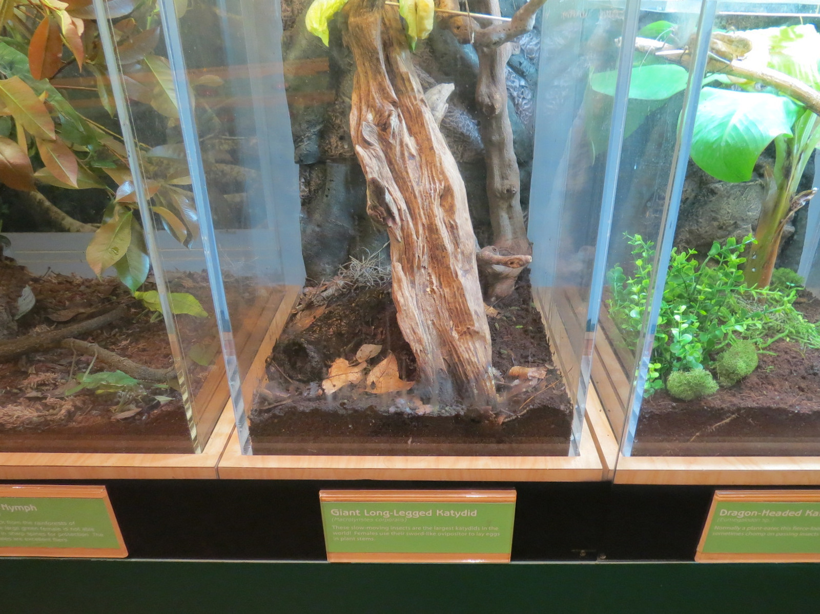 Hall of Entomology - Giant Long-legged Katydid Exhibit