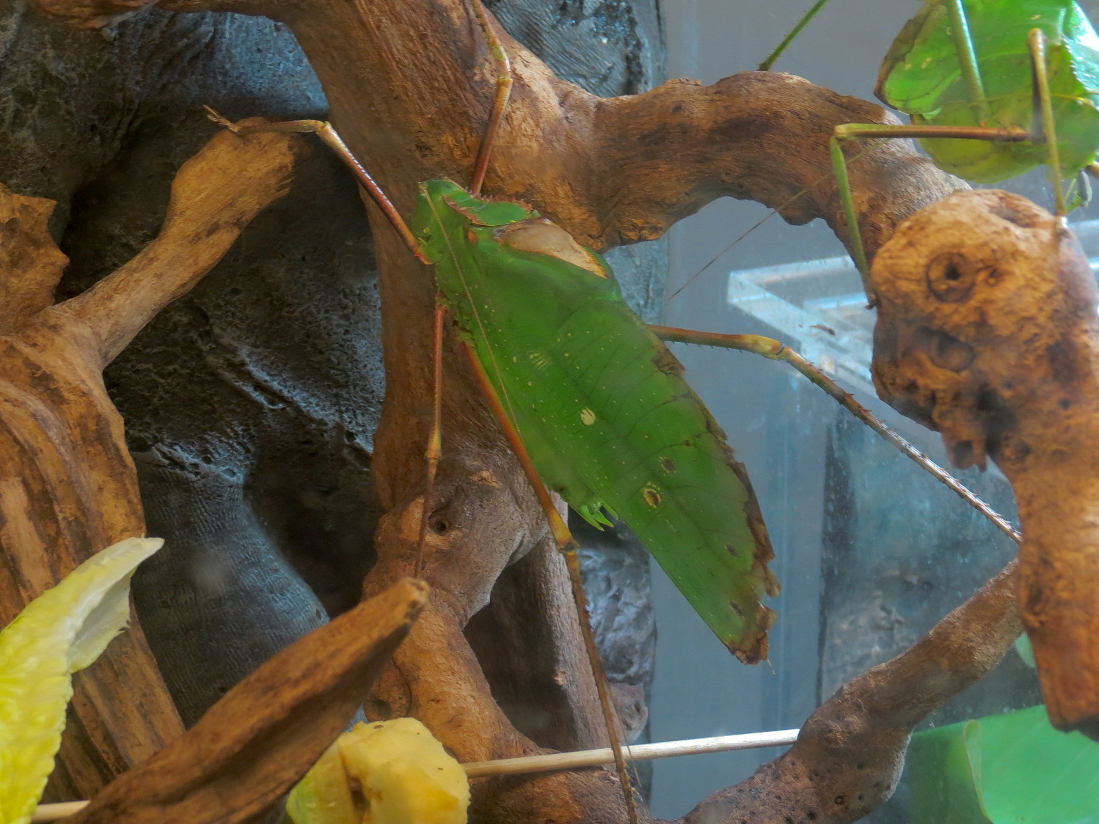 Hall of Entomology - Giant Long-legged Katydid Exhibit