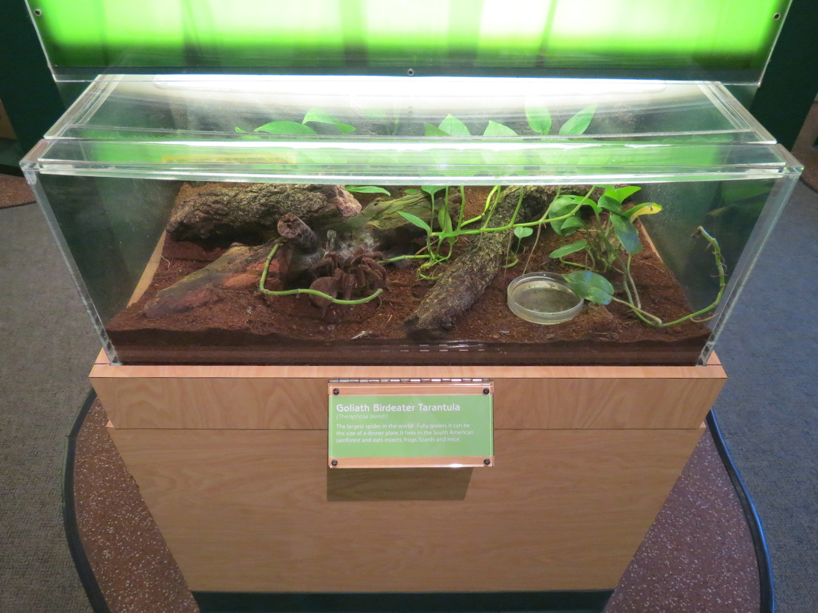 Hall of Entomology - Goliath Birdeater Tarantula Exhibit