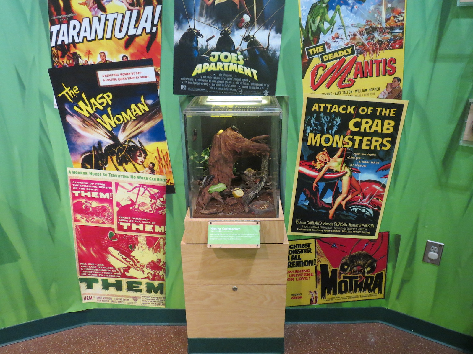 Hall of Entomology - Hissing Cockroach Exhibit