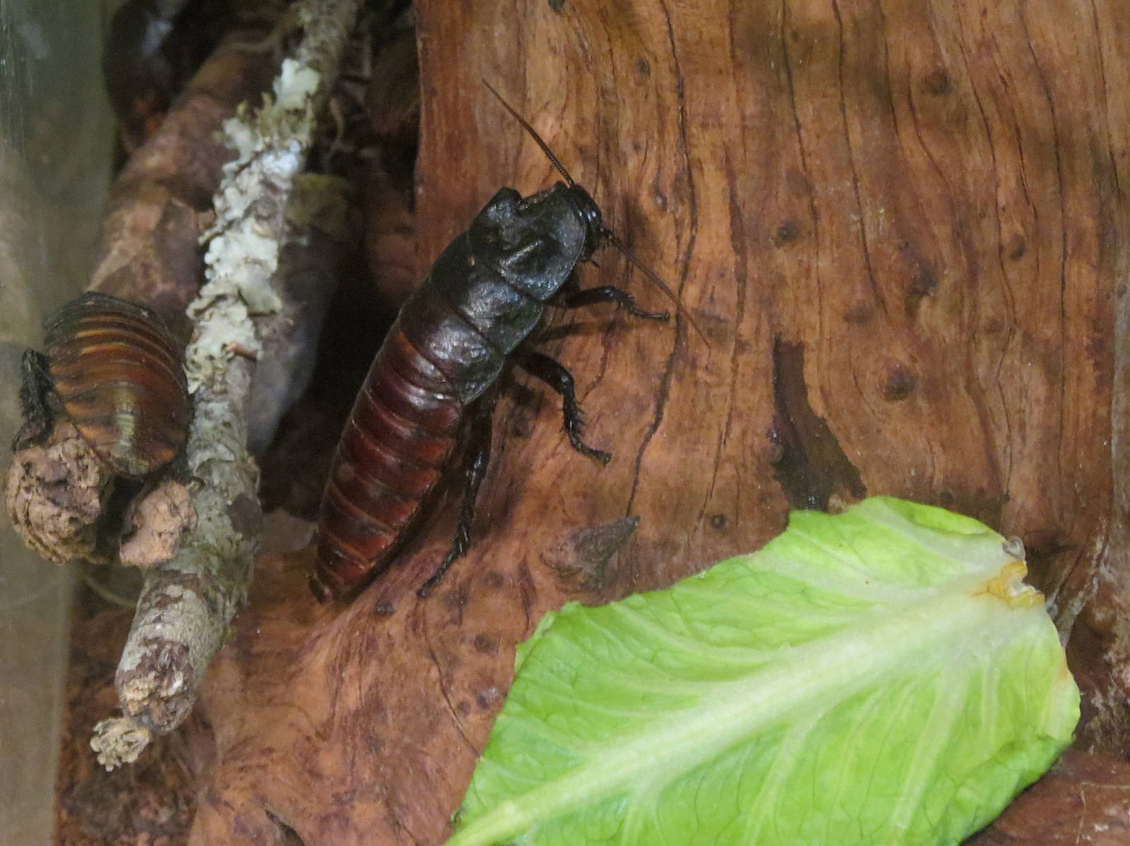 Hall of Entomology - Hissing Cockroach Exhibit
