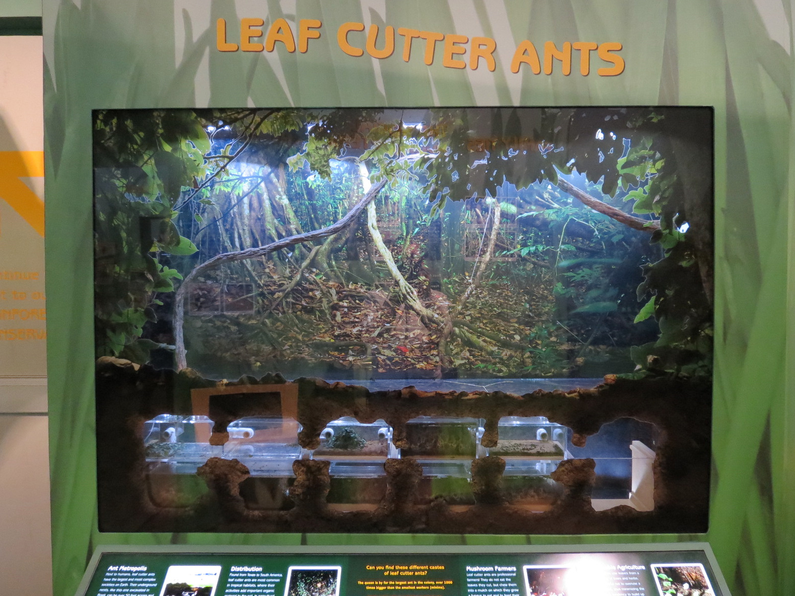 Hall of Entomology - Leafcutter Ant Exhibit