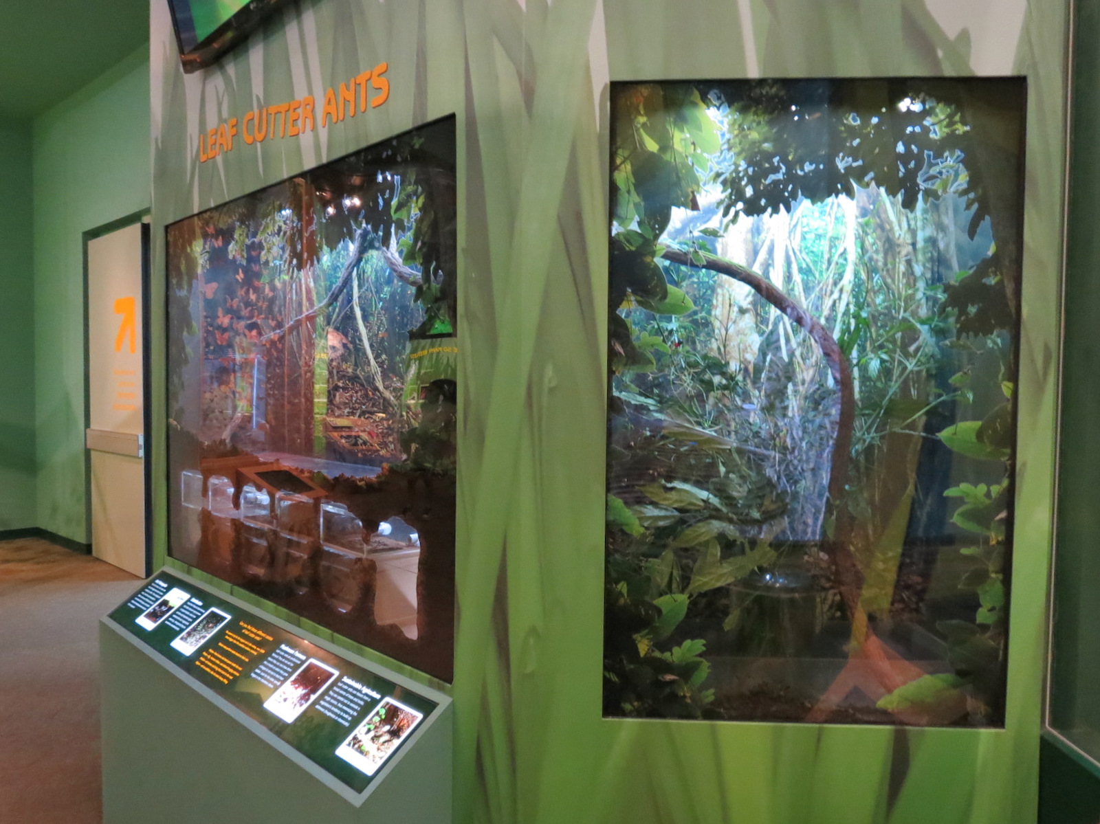Hall of Entomology - Leafcutter Ant Exhibit