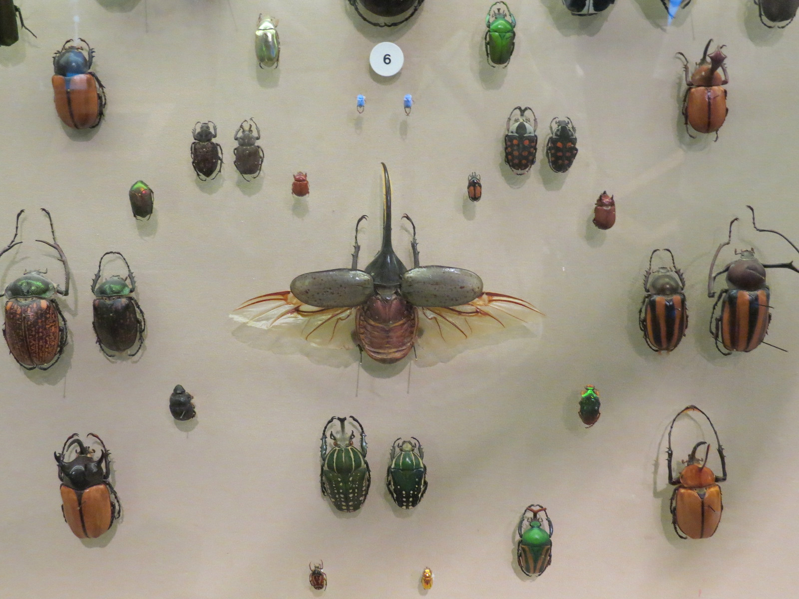 Hall of Entomology