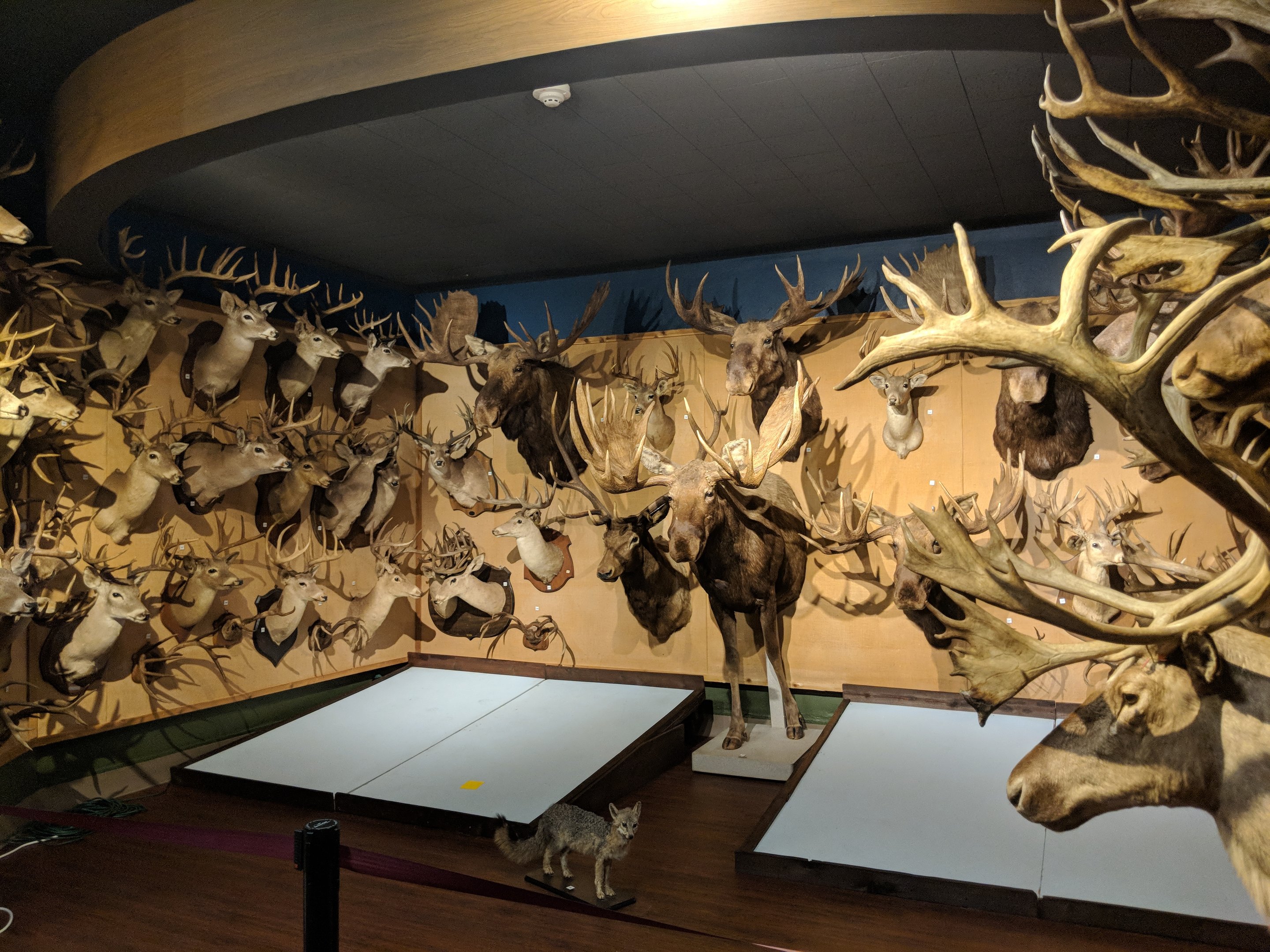 Hall of Horns Display
