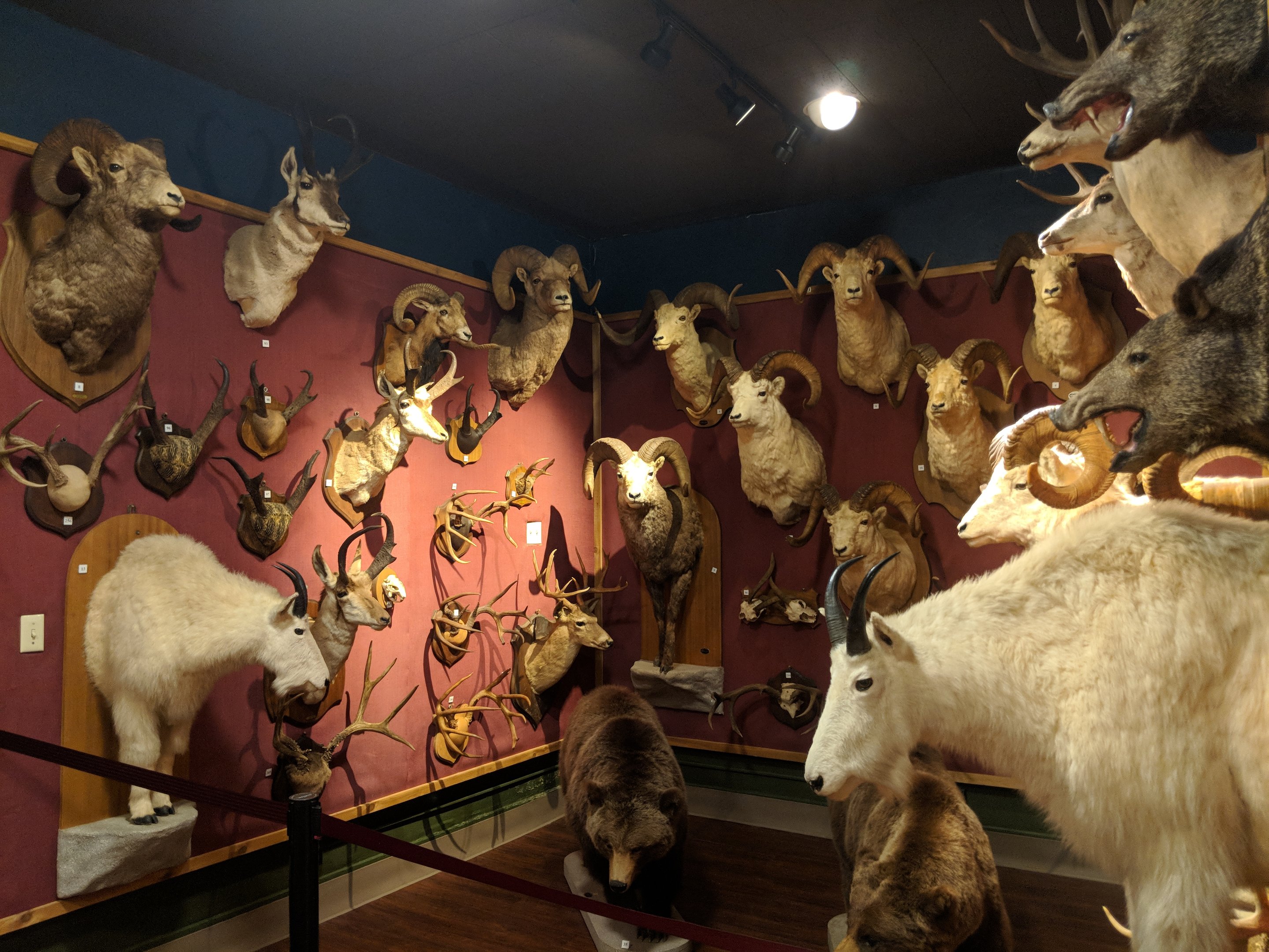 Hall of Horns Display