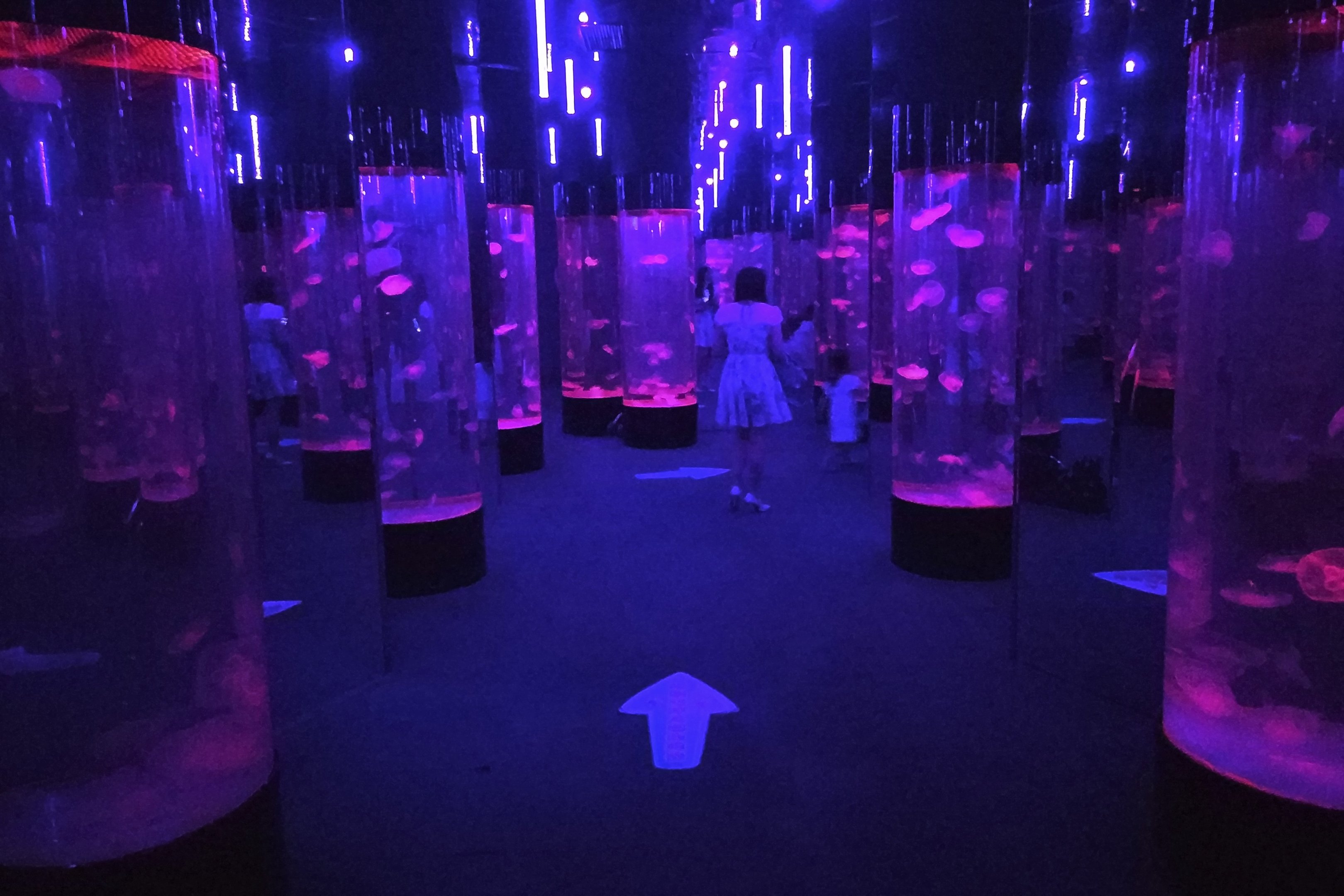 Hall of Jellyfish