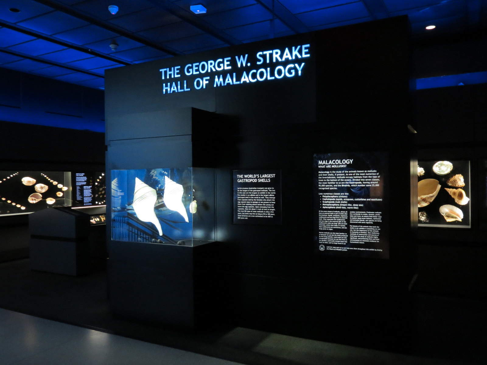 Hall Of Malacology