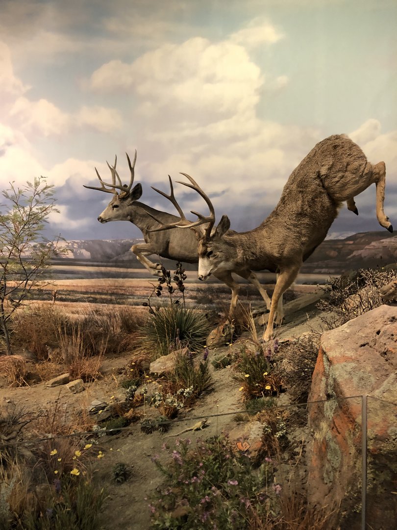 Hall of Natural Wonders