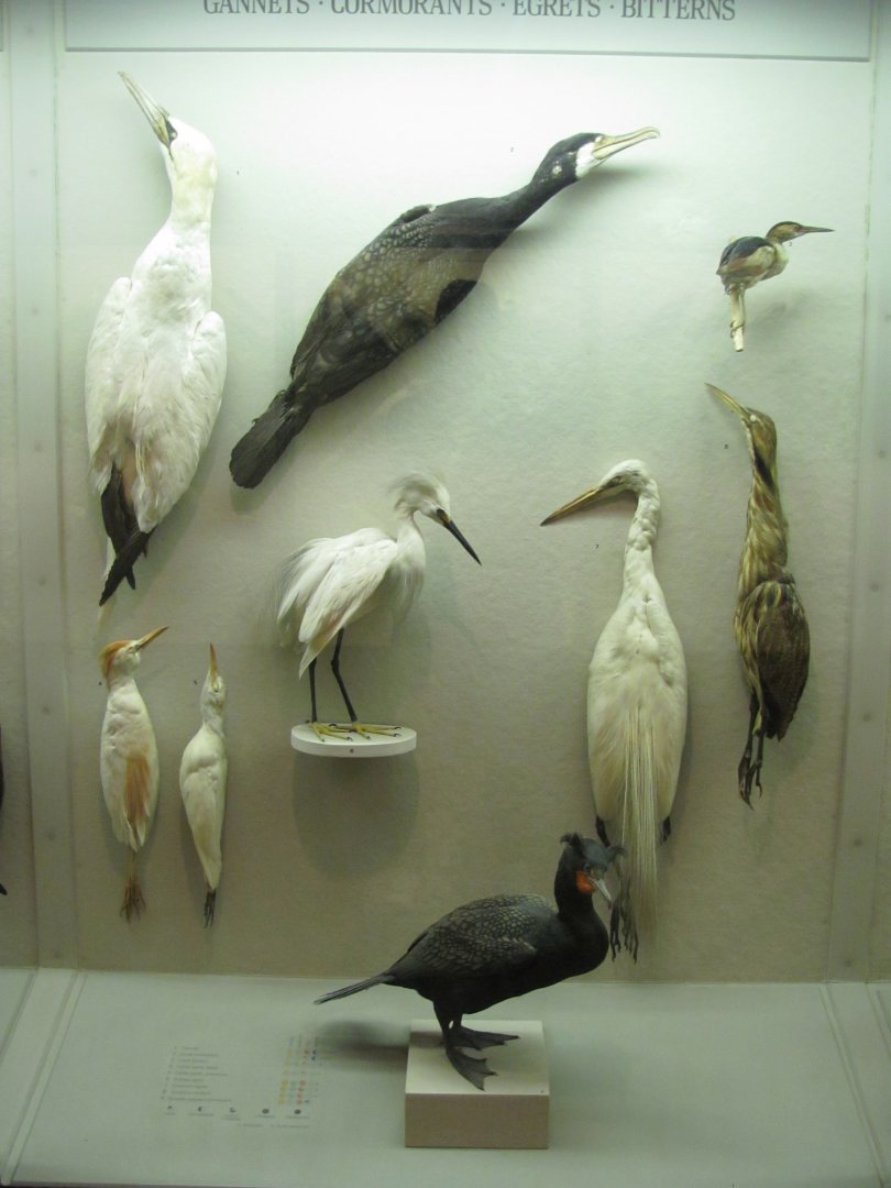Hall of New York City Birds Gannets, Cormorants, Egrets & Herons