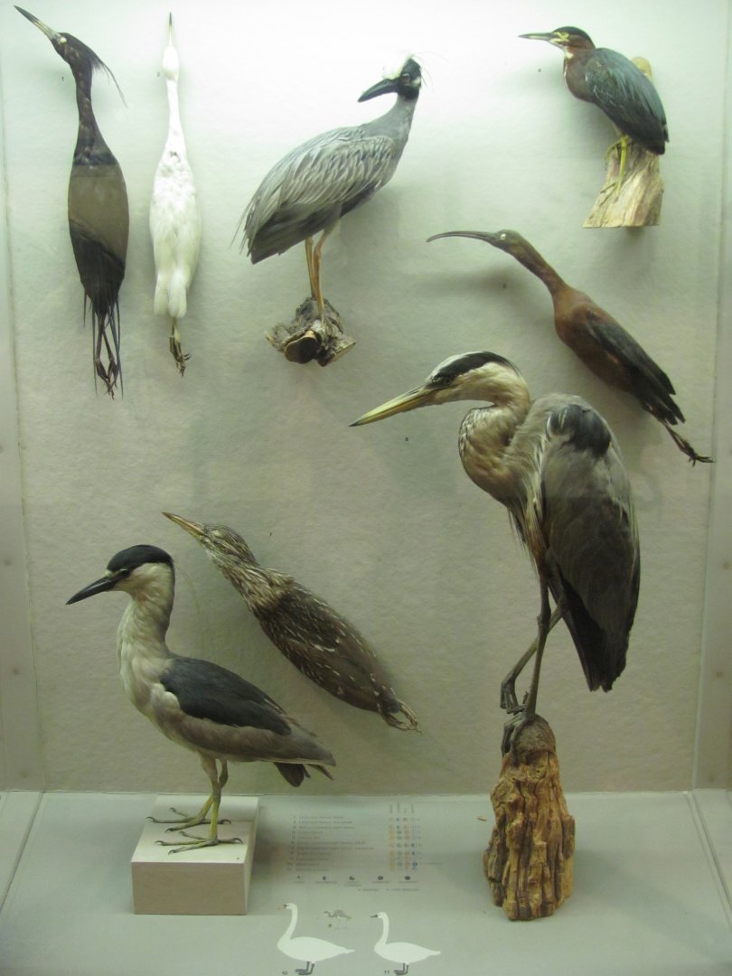 Hall of New York City Birds Herons & Ibis