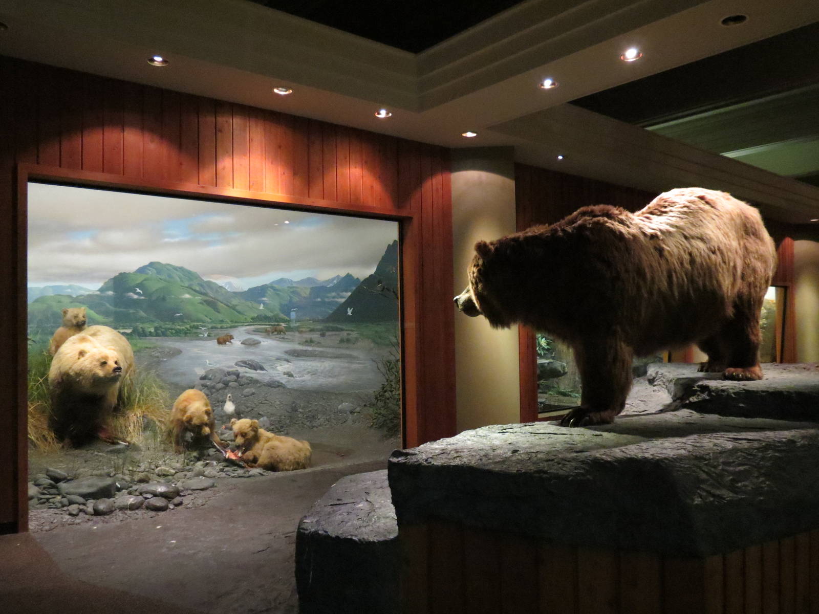 Hall of North American Wildlife - Grizzly Bear