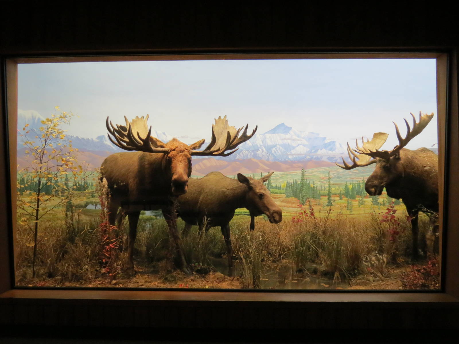 Hall of North American Wildlife - Moose